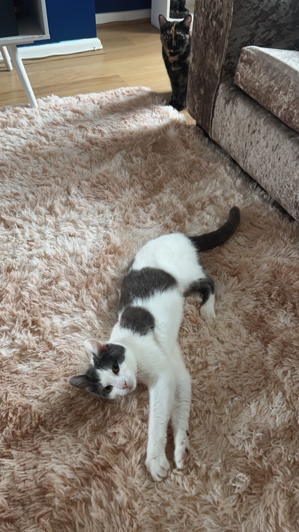 Addilyn - Hutton Terrace, Willington