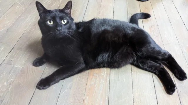 Shadow - Majestic Ave, Ferndale