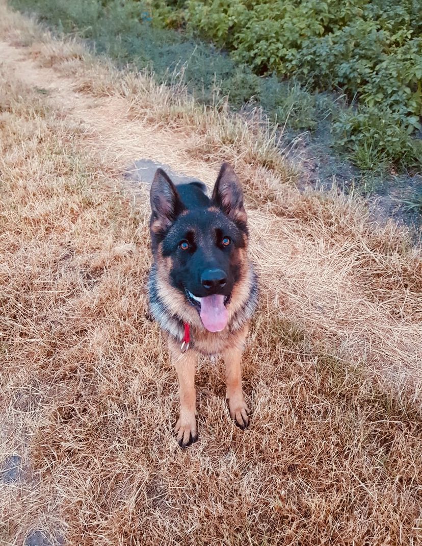 Nel - Lipcowa, Opole