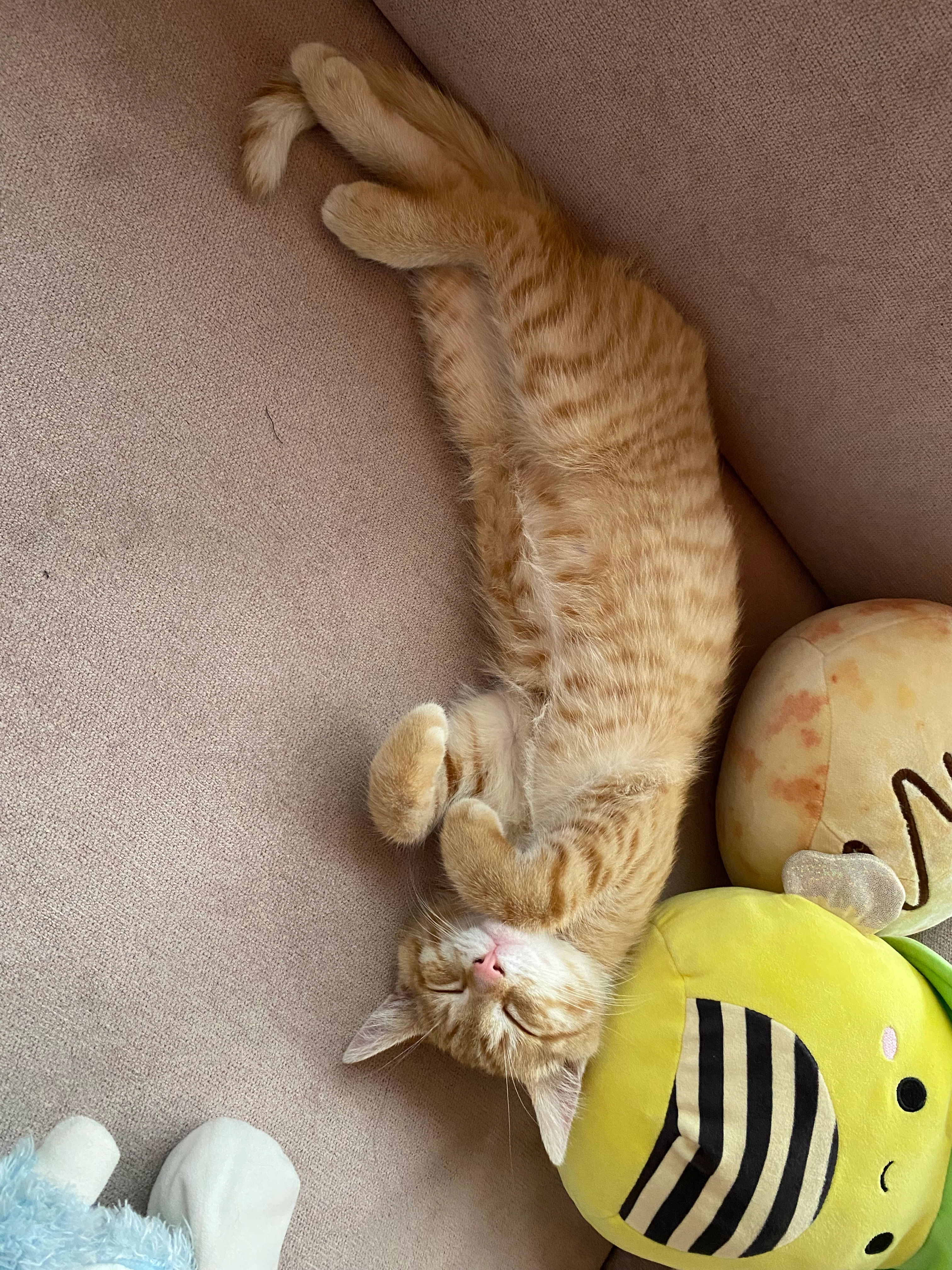 Nacho - Bienholdstraße, Celle