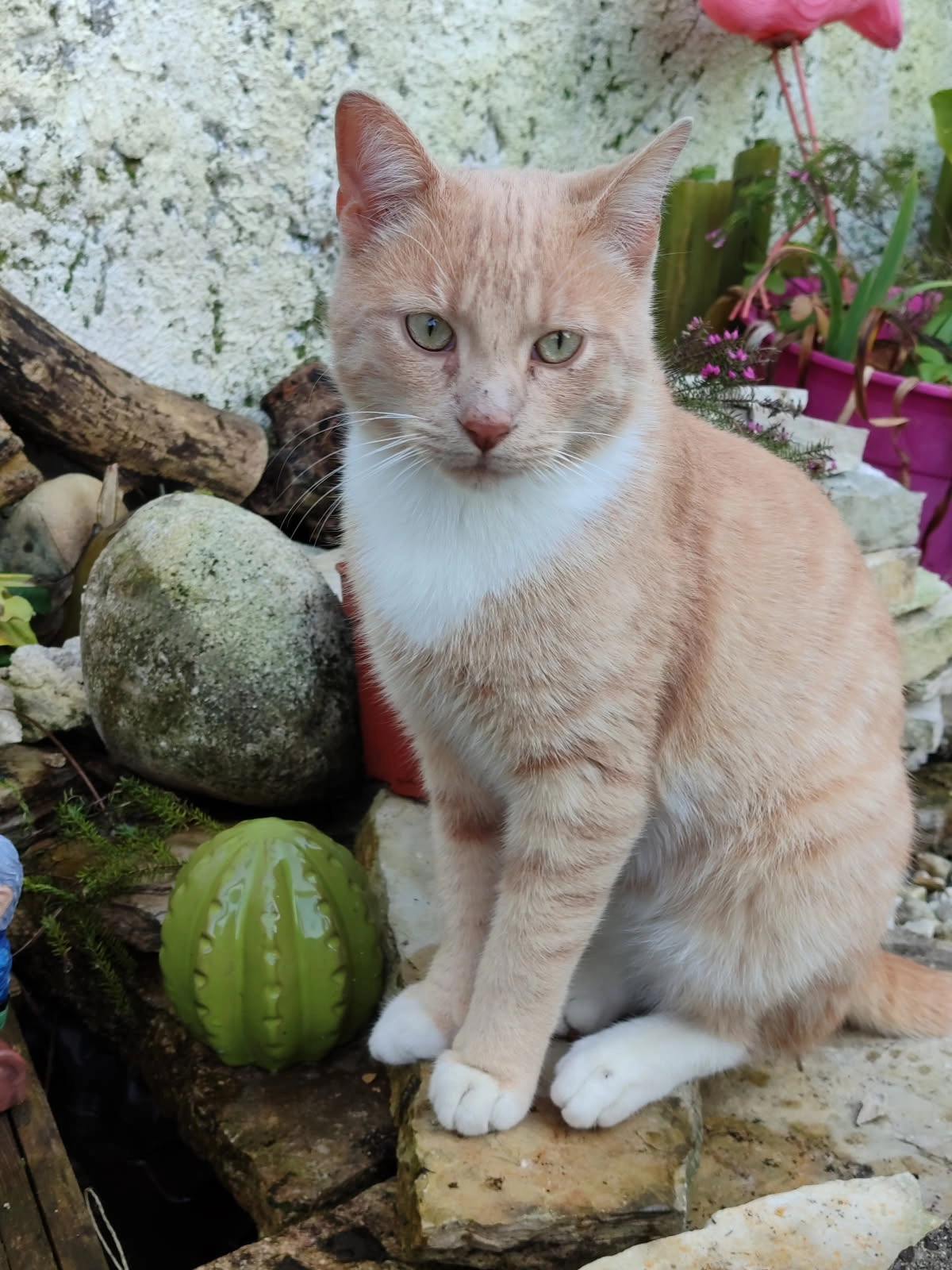 Tigrou - Boulevard Claude Debussy, cité Baudelaire, Tarbes
