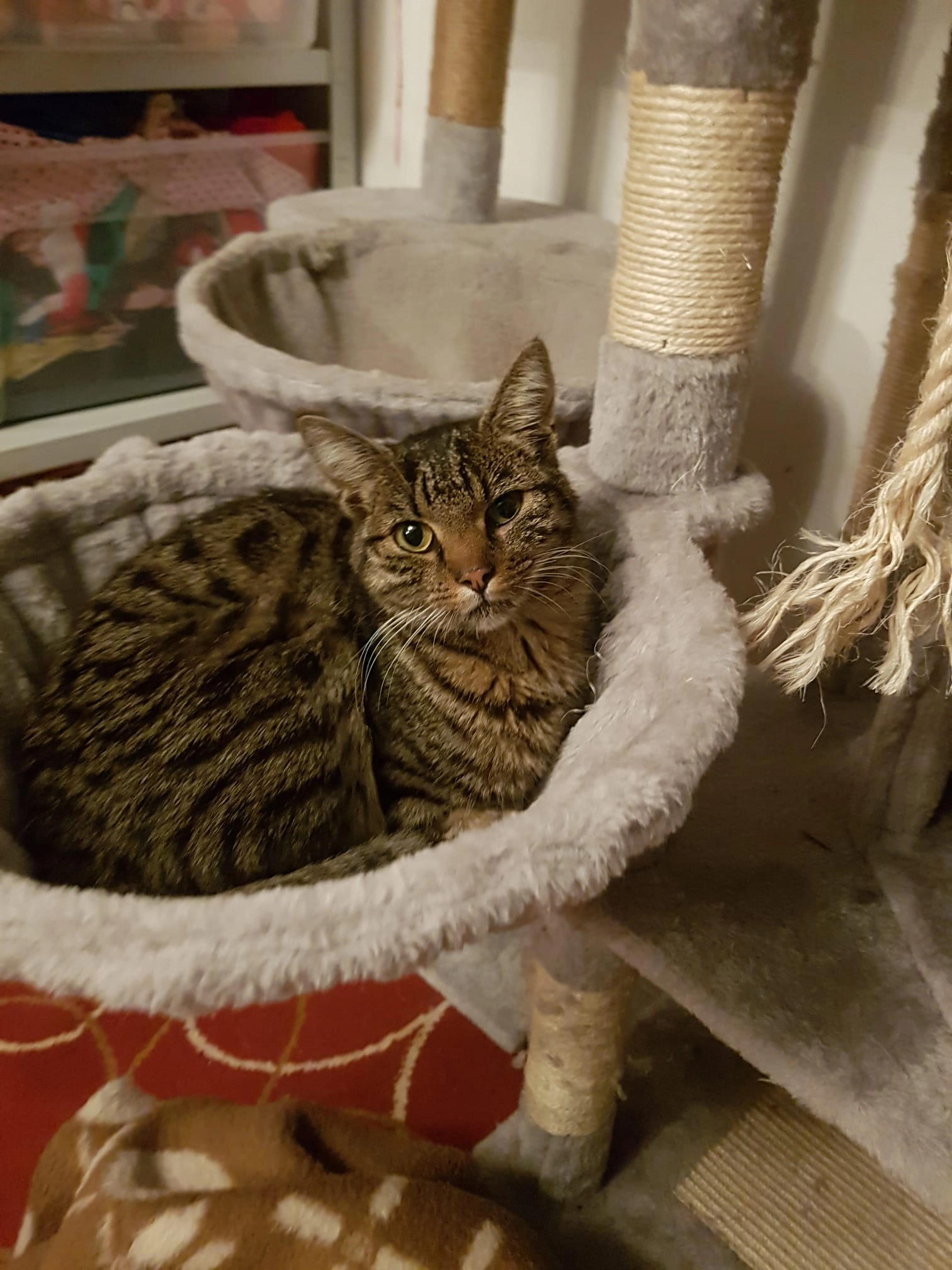 Nala - Siedlerstraße, Königheim-Pülfringen 