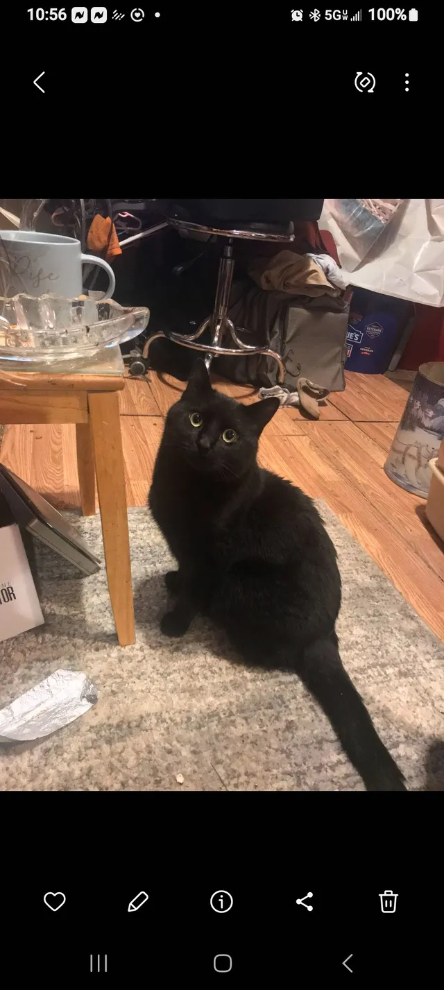 Meow jackson  - 728 W McAndrews Rd, Medford