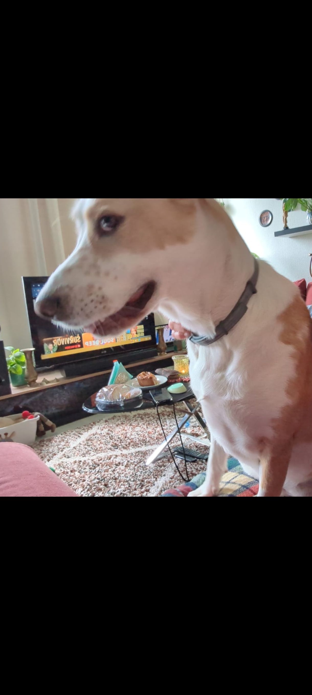 Nutela - Santvlietmolen, Eindhoven