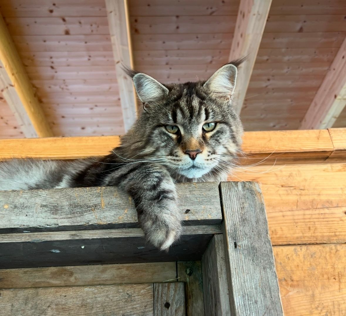 Bagheera  - Niederwängle 30, Wängle