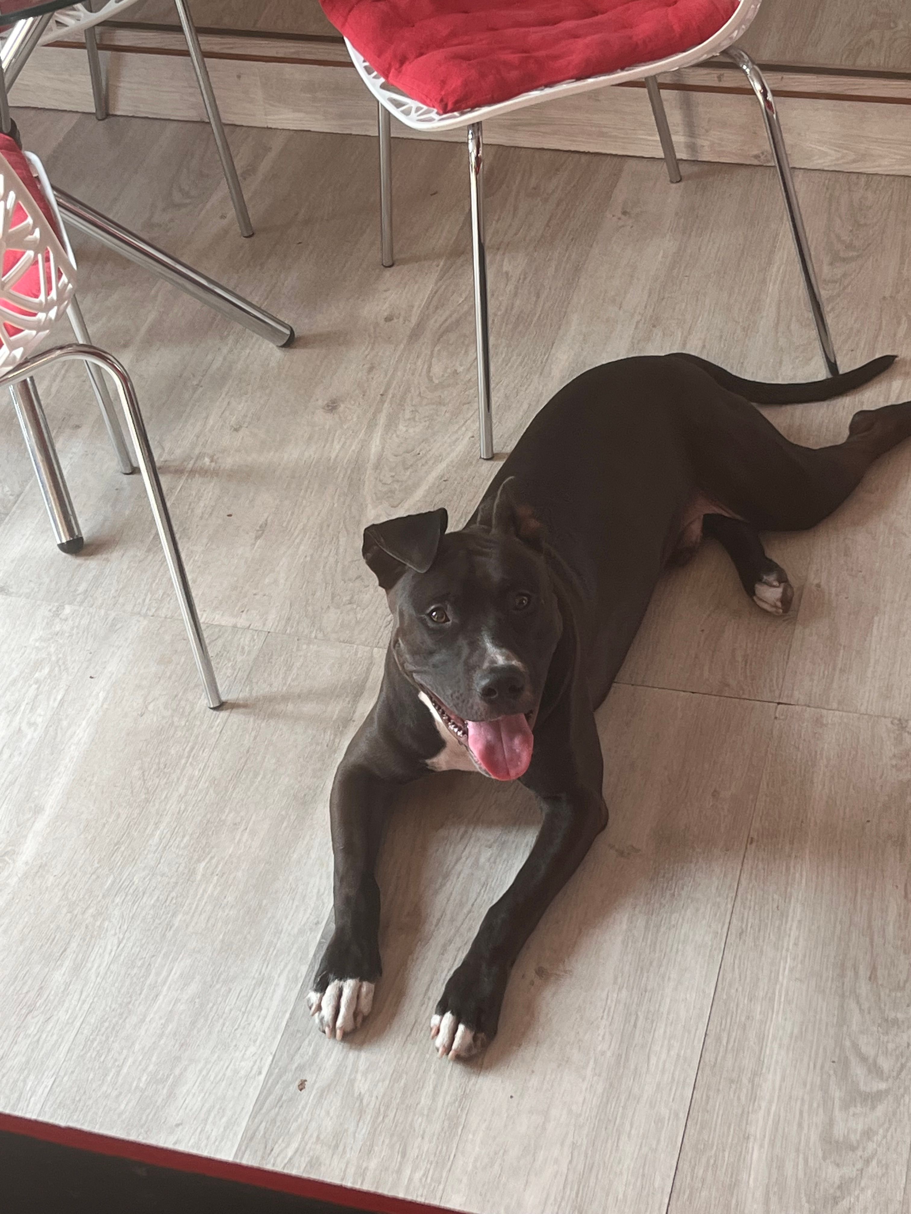 Oki  - Rue du Château de la Chasse, Montlignon