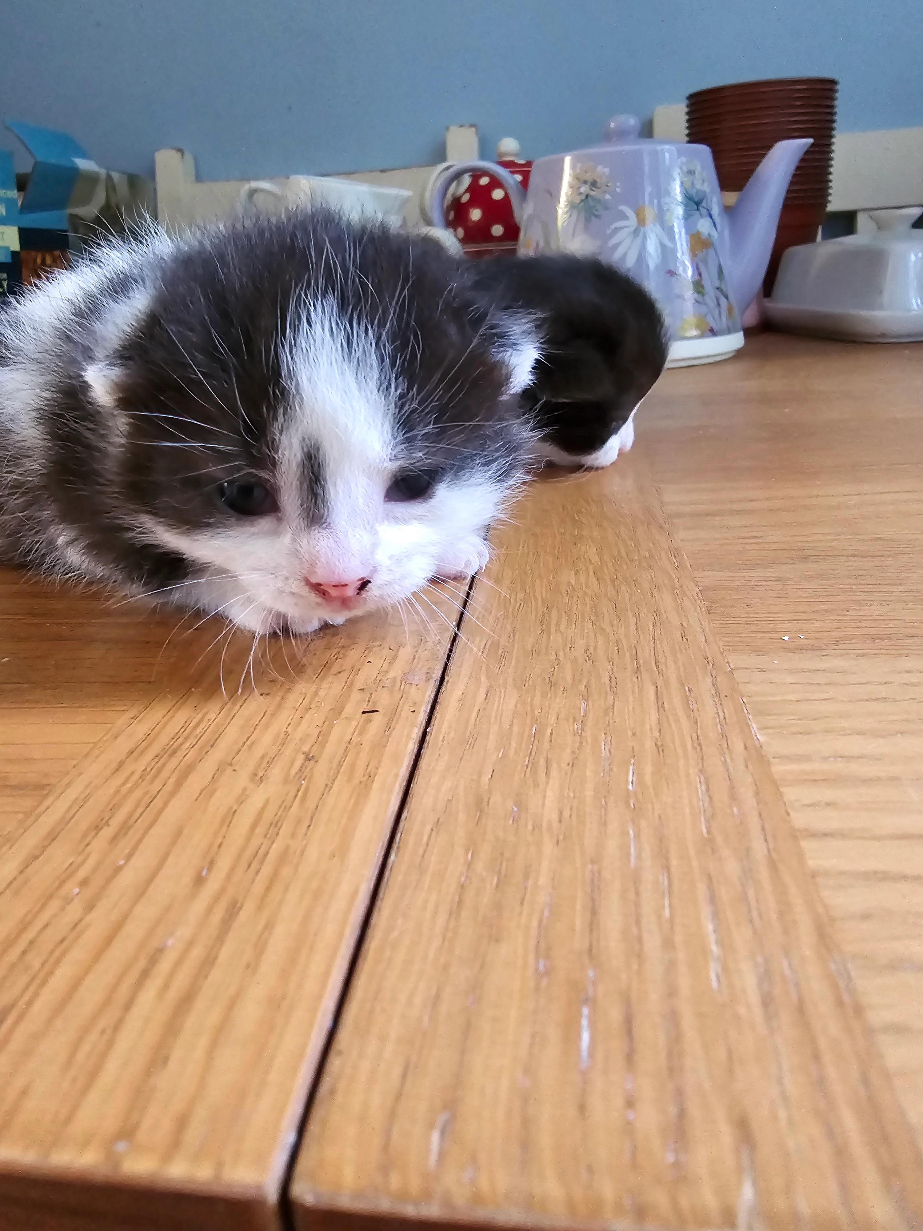 Lilou - Highland Terrace, Cullompton