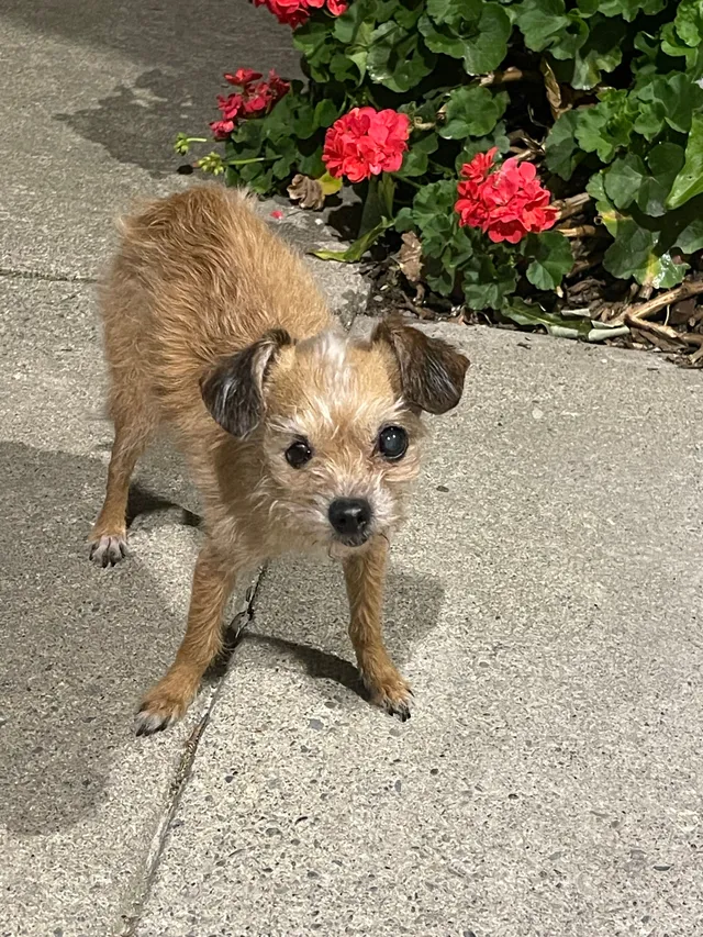 Peanut  - 8229 Niessen Way, Fair Oaks