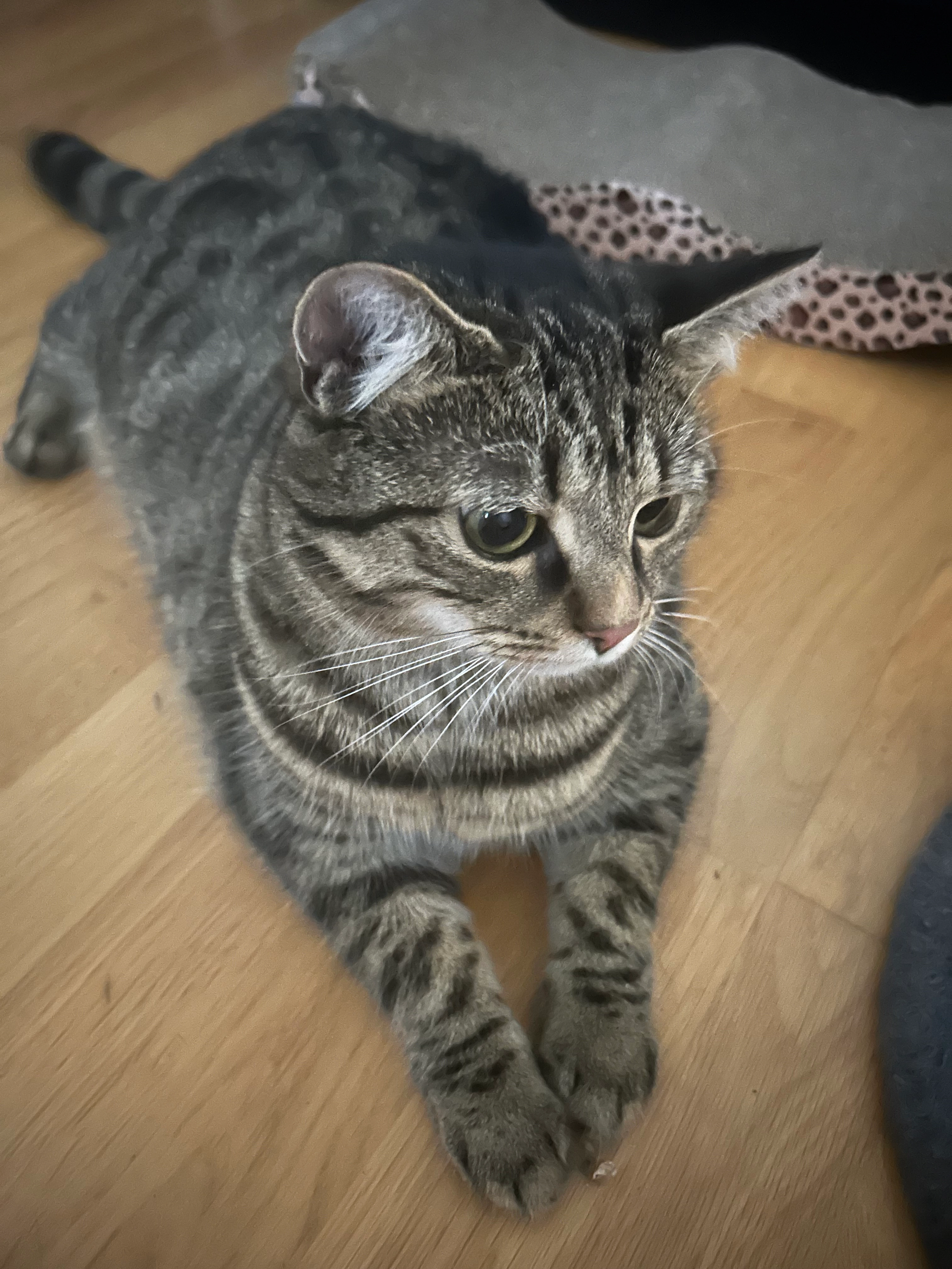 ivy - Weißenhornstraße, Ingolstadt