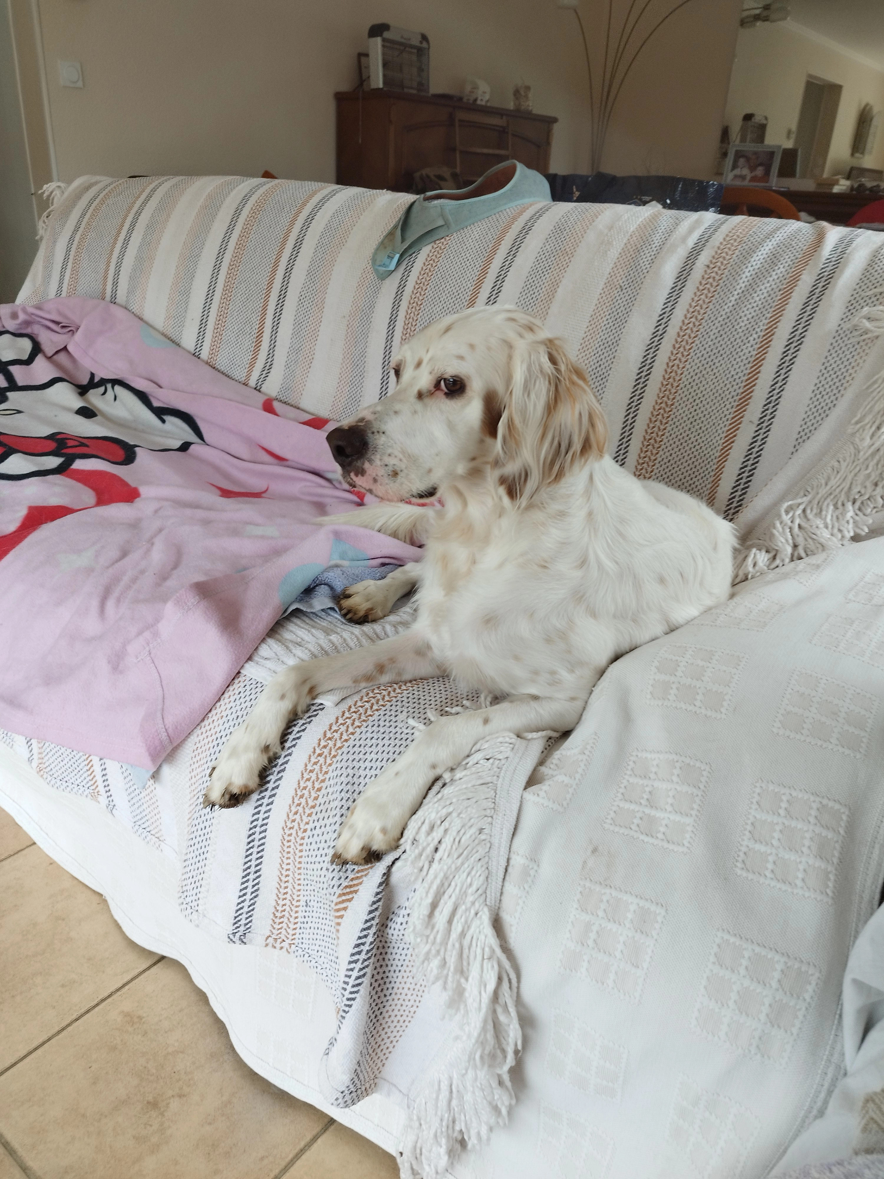 Puppy - Avenue de Paris, Le Haillan