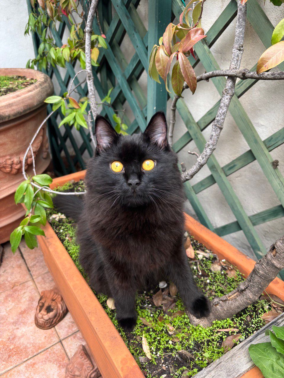 Sonic - Strada Per Basovizza, Trieste