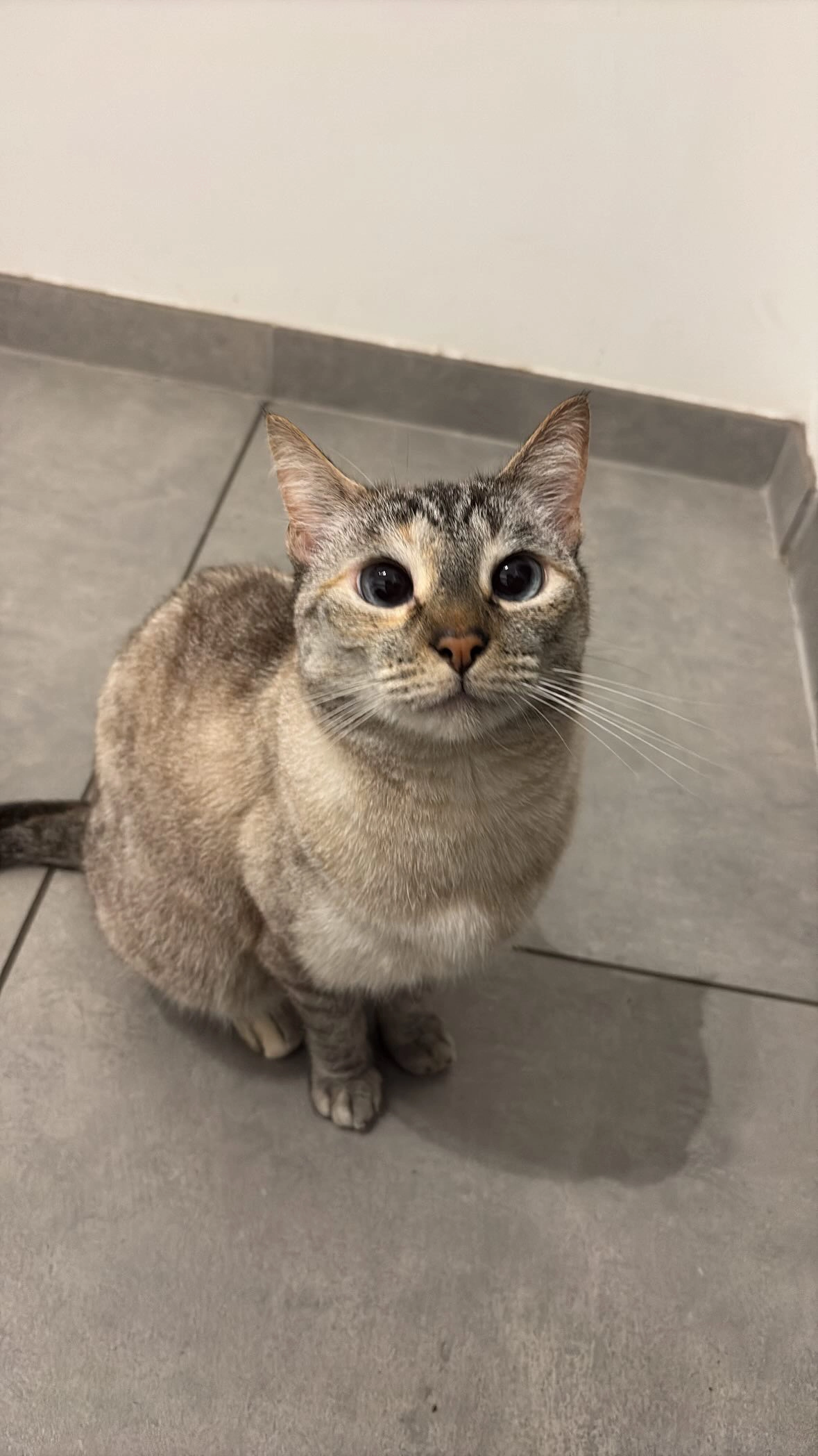 Janna - Brendelstraat, Hasselt