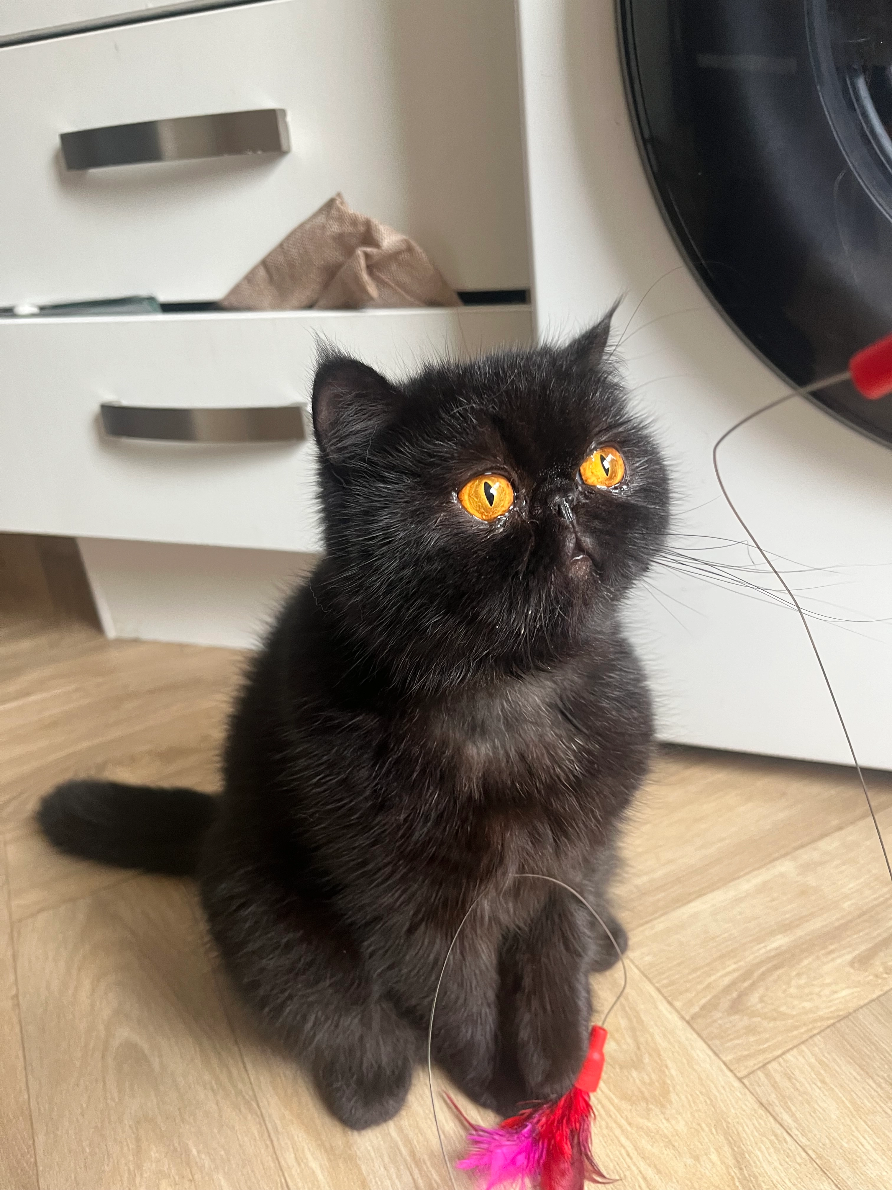 Raven - GL11 4, Dursley