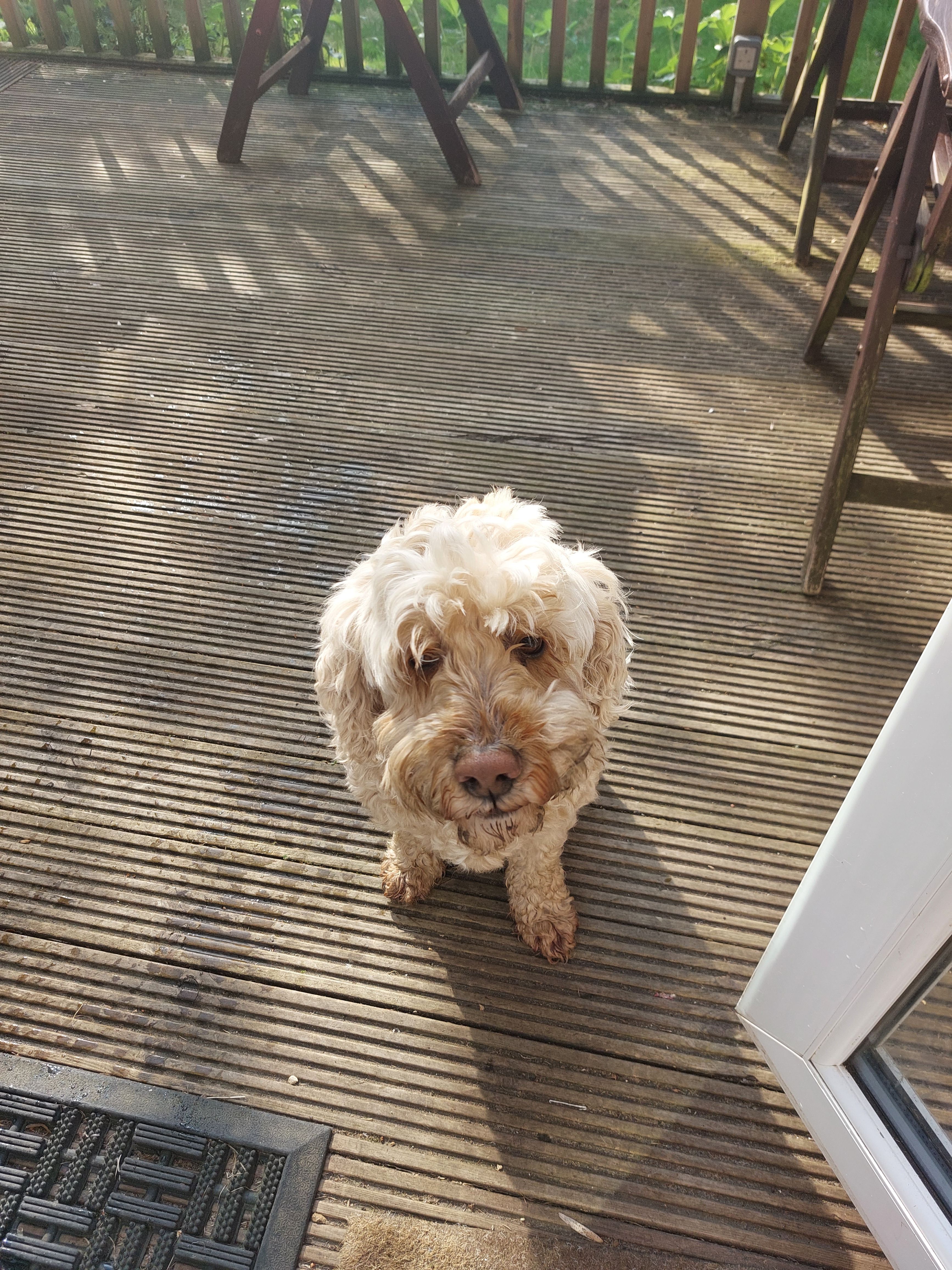 Saxon  - Fordbridge Road, Shepperton