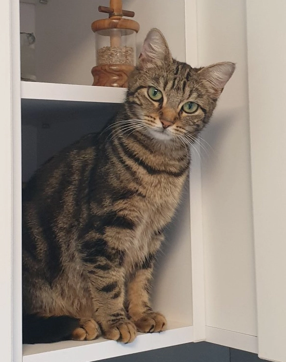 Chrissy - Oeverbankhelling, Koksijde