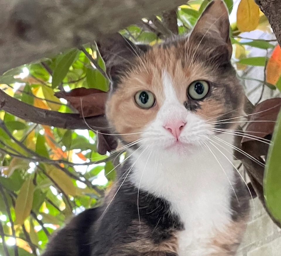 Indie - Gerard Bruninghove, Nieuwegein