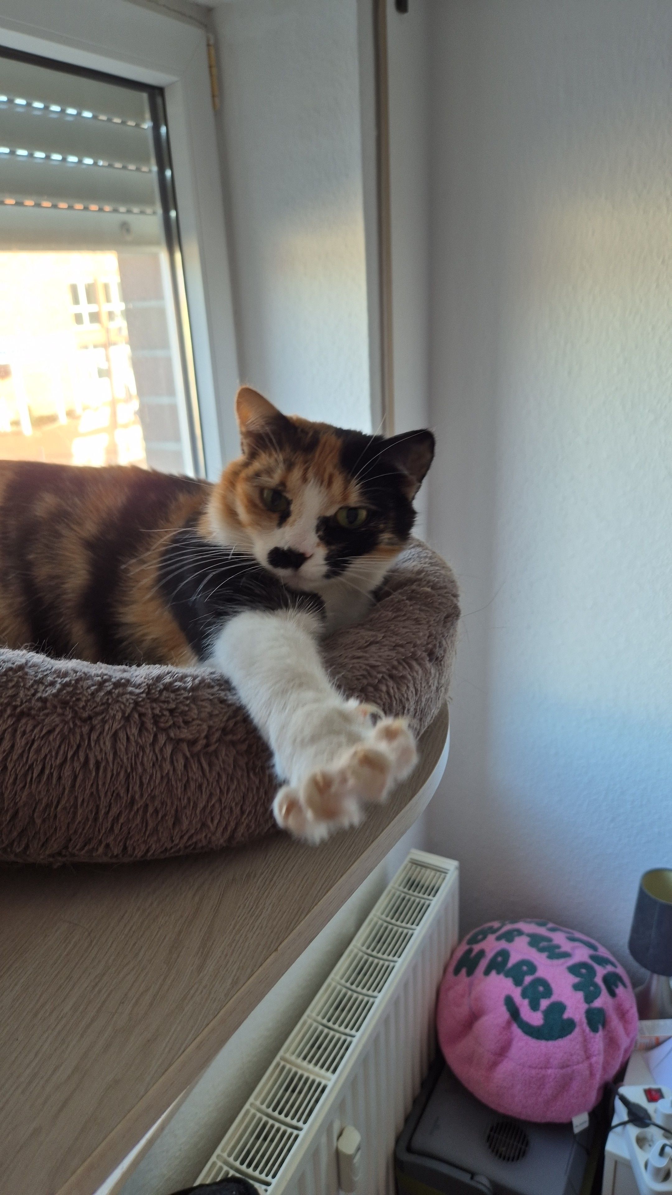 Kiara - Wittefehnstraße, Dörpen