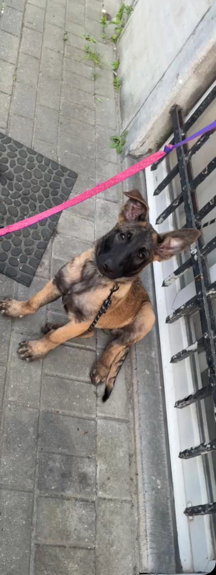 Xena - Ninoofsesteenweg, Dilbeek