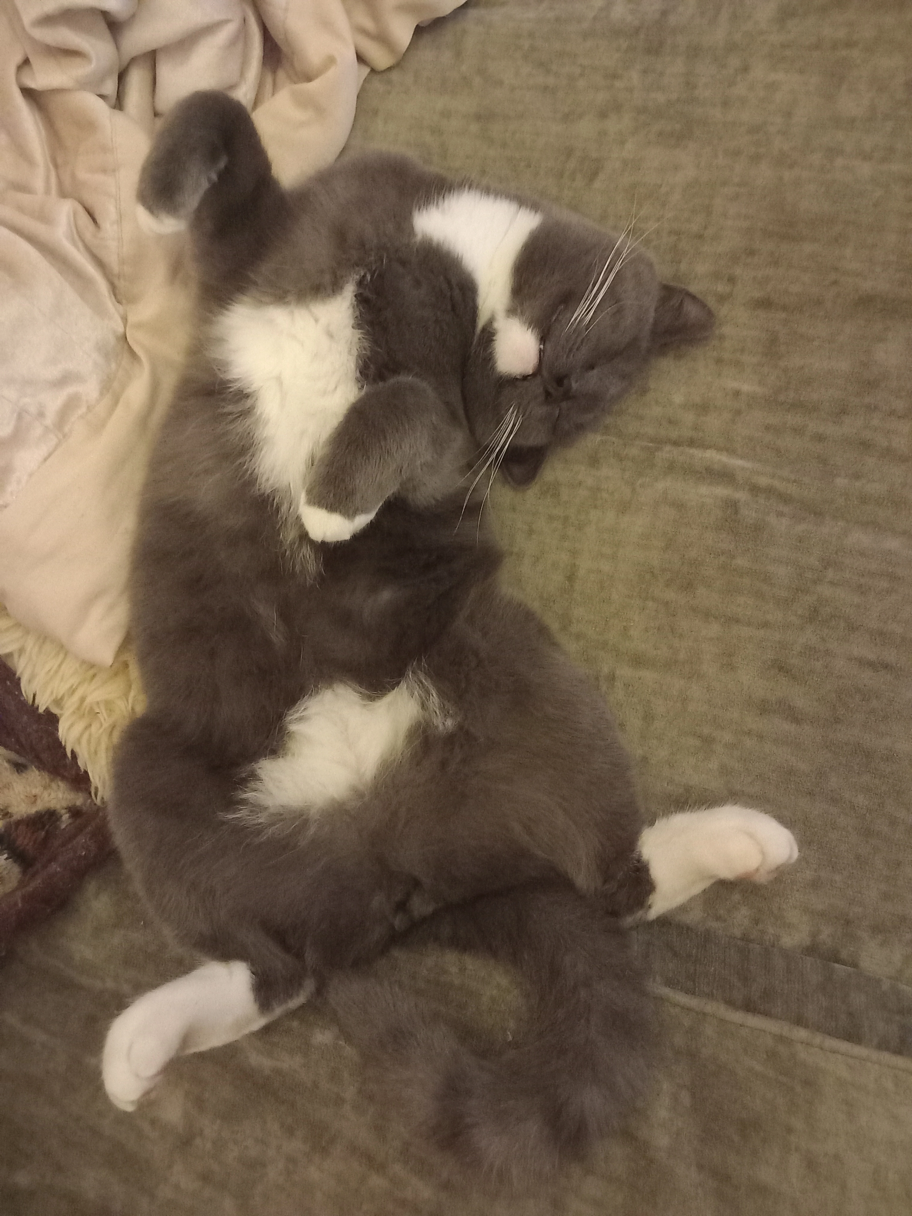 Oreo - King's Hedges Road, Cambridge