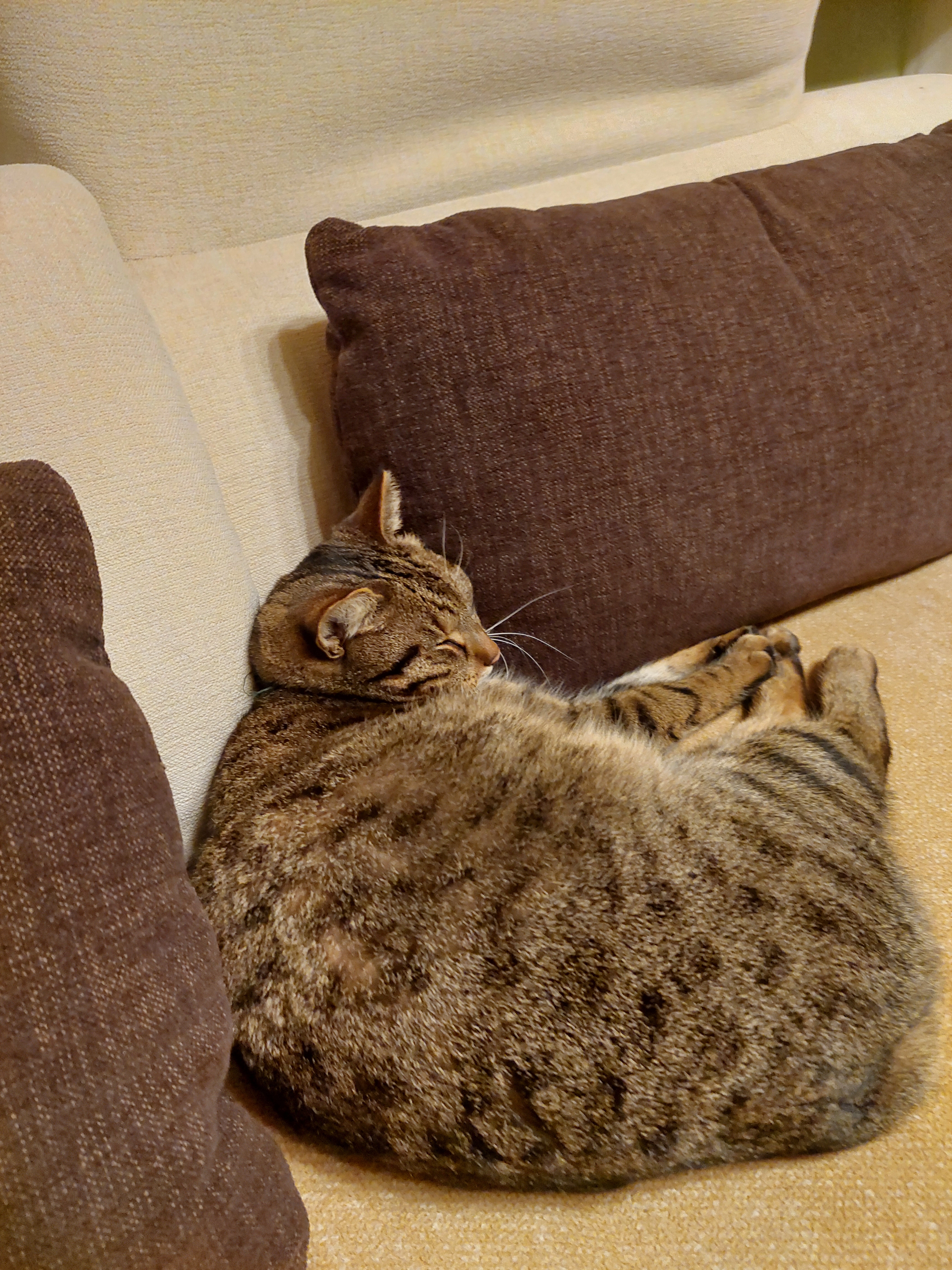 Prinz - 08064, Zwickau