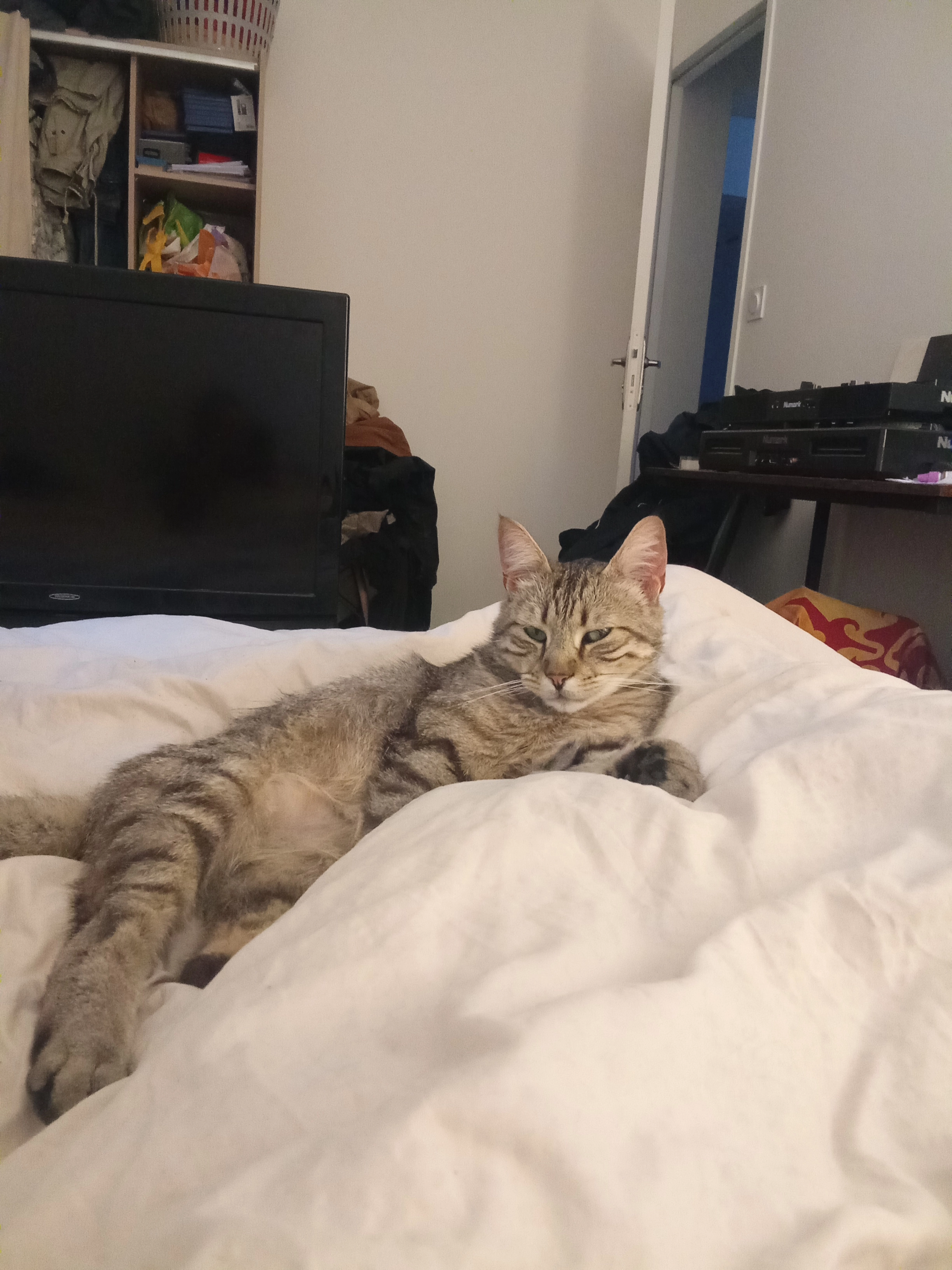 Mikey - 16 Rue du Puits de l'Aire, Cholet