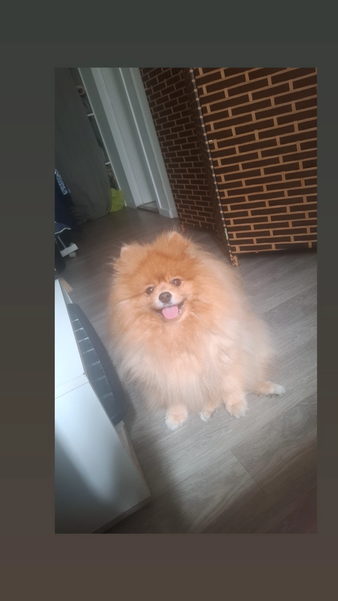 Baloo - Rue Sainte-Thérèse, Bordeaux