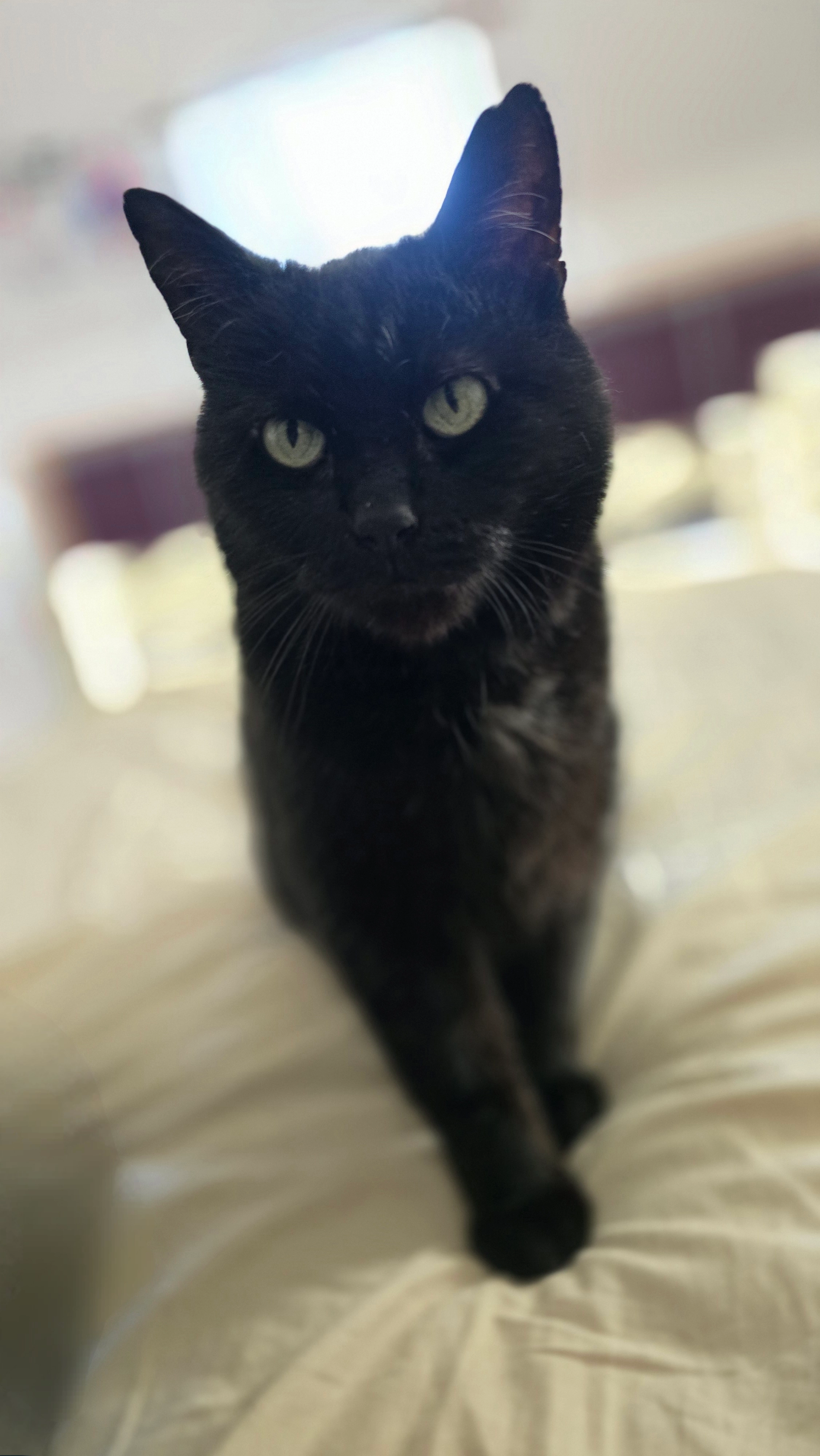 Salem - Impasse Voltaire, Saint-Clément