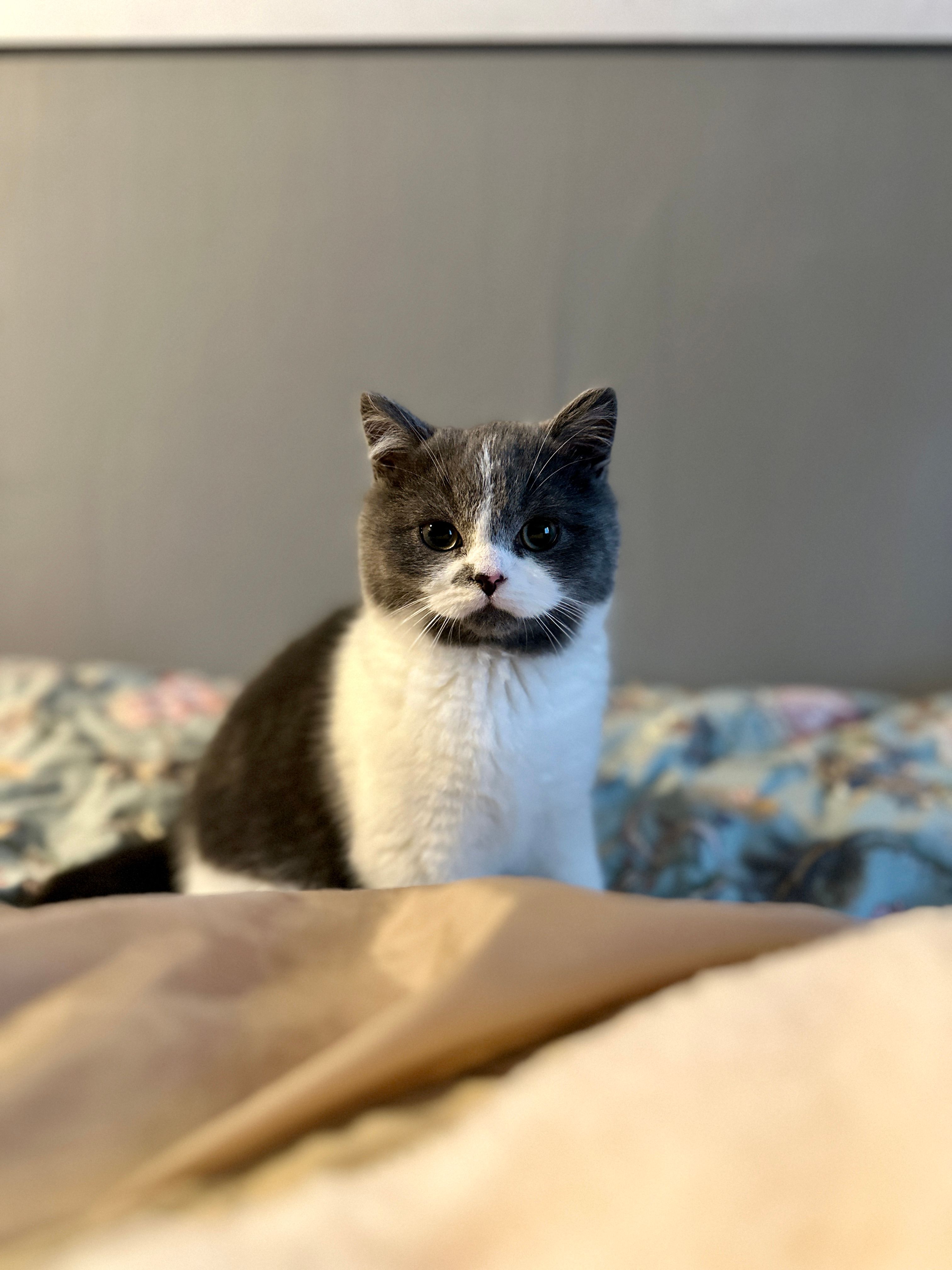 Gizmo - Tulpenweg, Wesertal