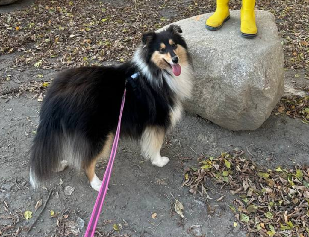 Mara - Koronowska, Warszawa