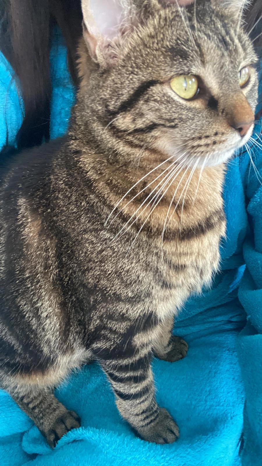 Arya - Allée des Humanistes, Villeneuve-d'Ascq