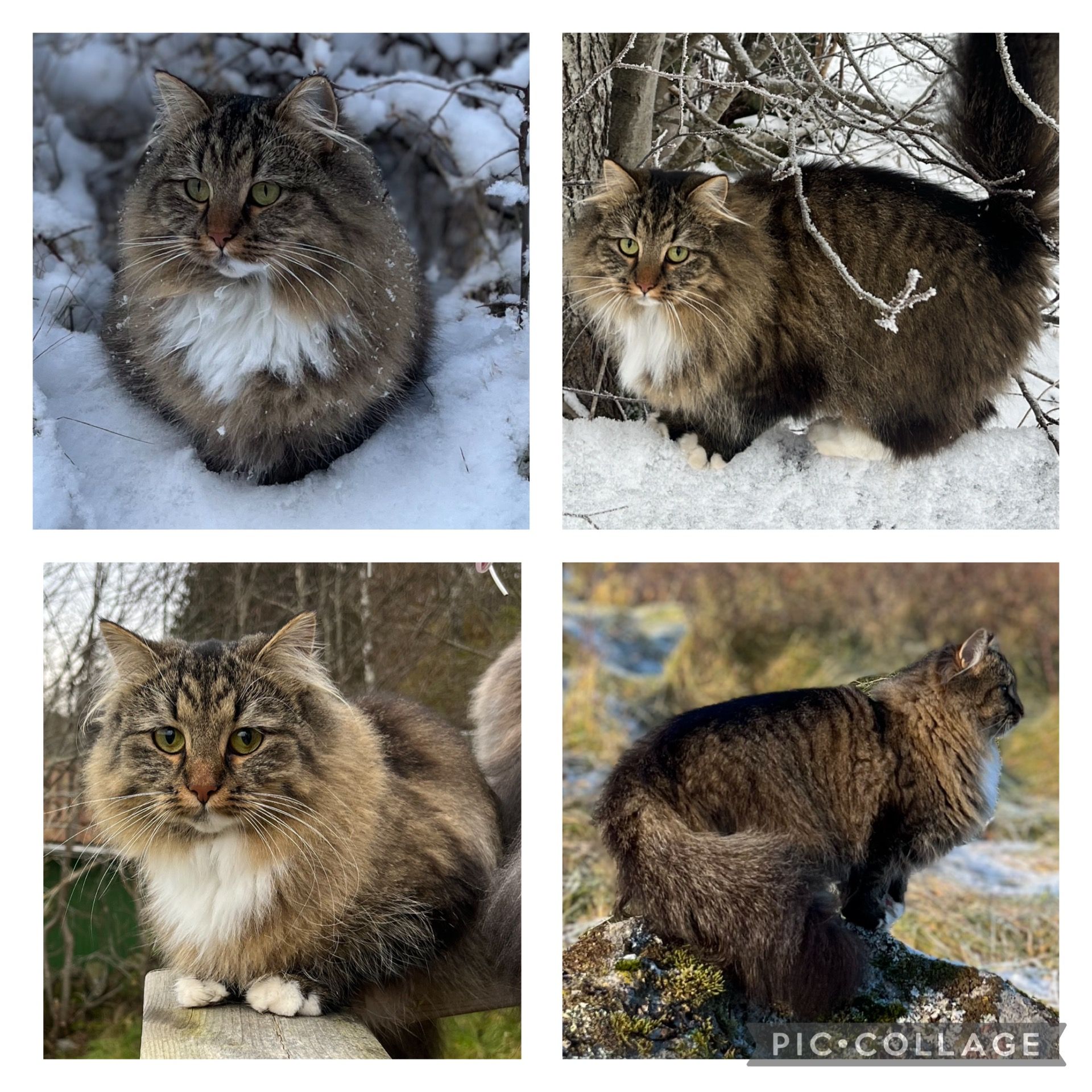 Whisky - Stripplekärr, Ödsmål