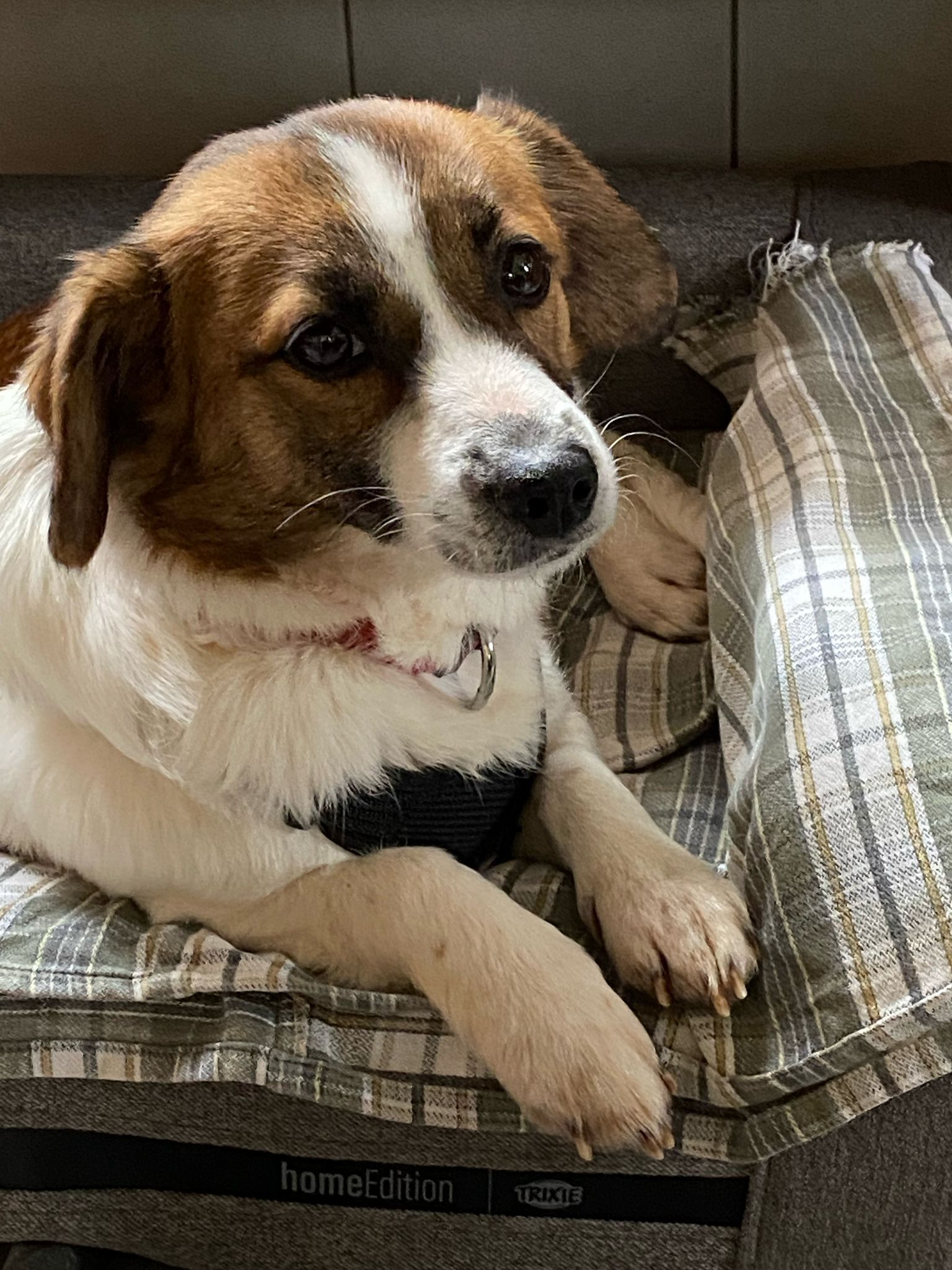 Avra - Benkel, Schlossrued