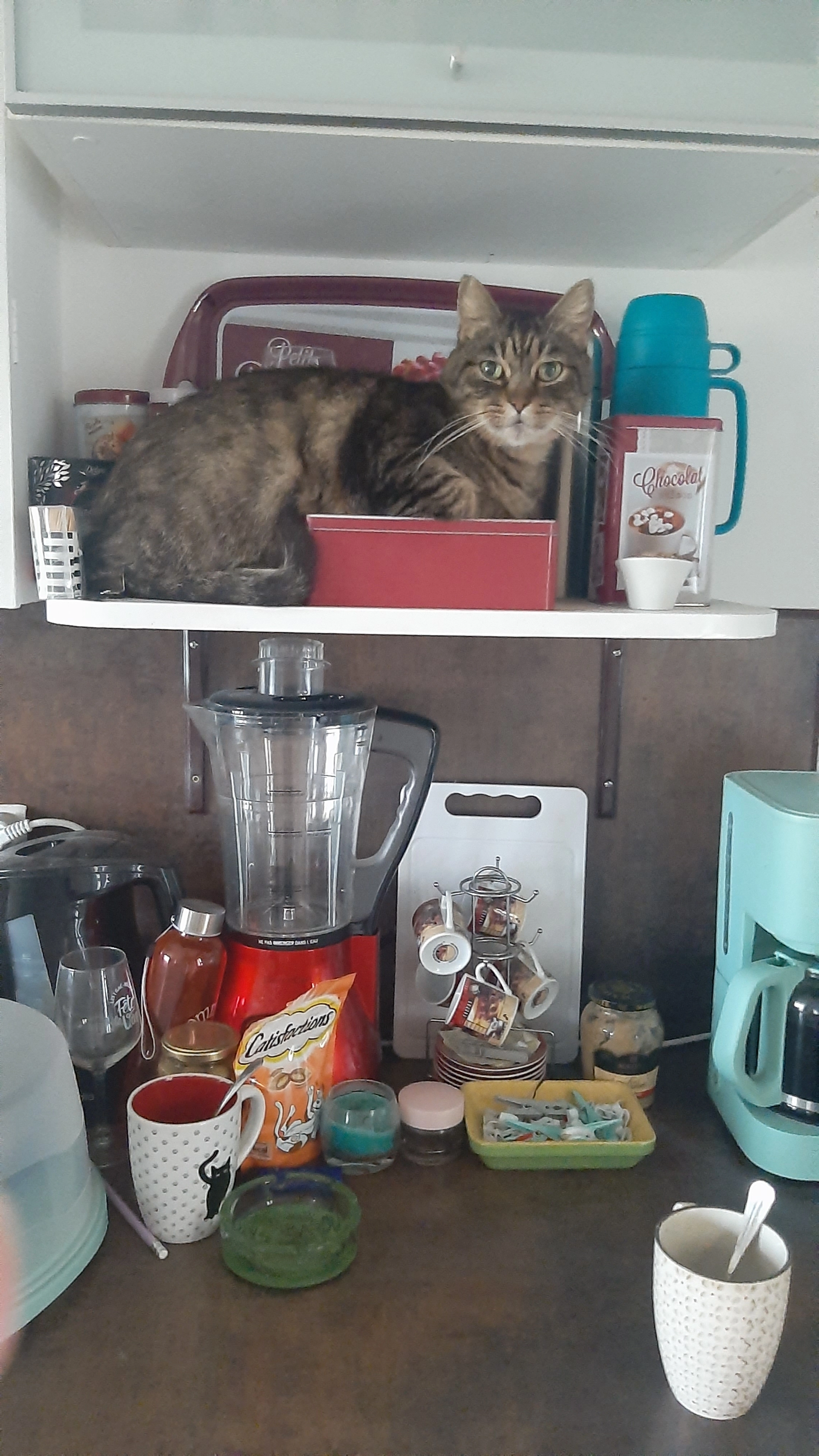 Tigrou Rue de Campet  33480 Cadte - Rue De Campet, Castelnau-de-Médoc