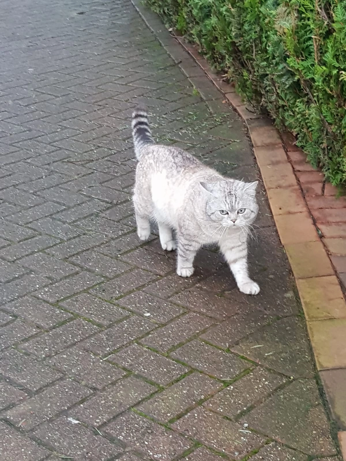 Memo - Rosenstraße, Südbrookmerland