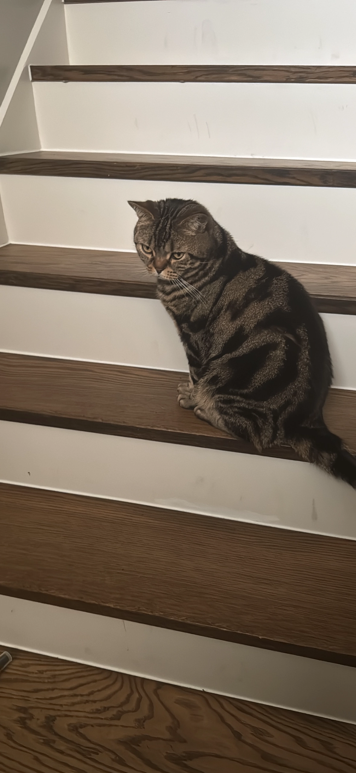 Kirby - Van Alkemadelaan, Den Haag