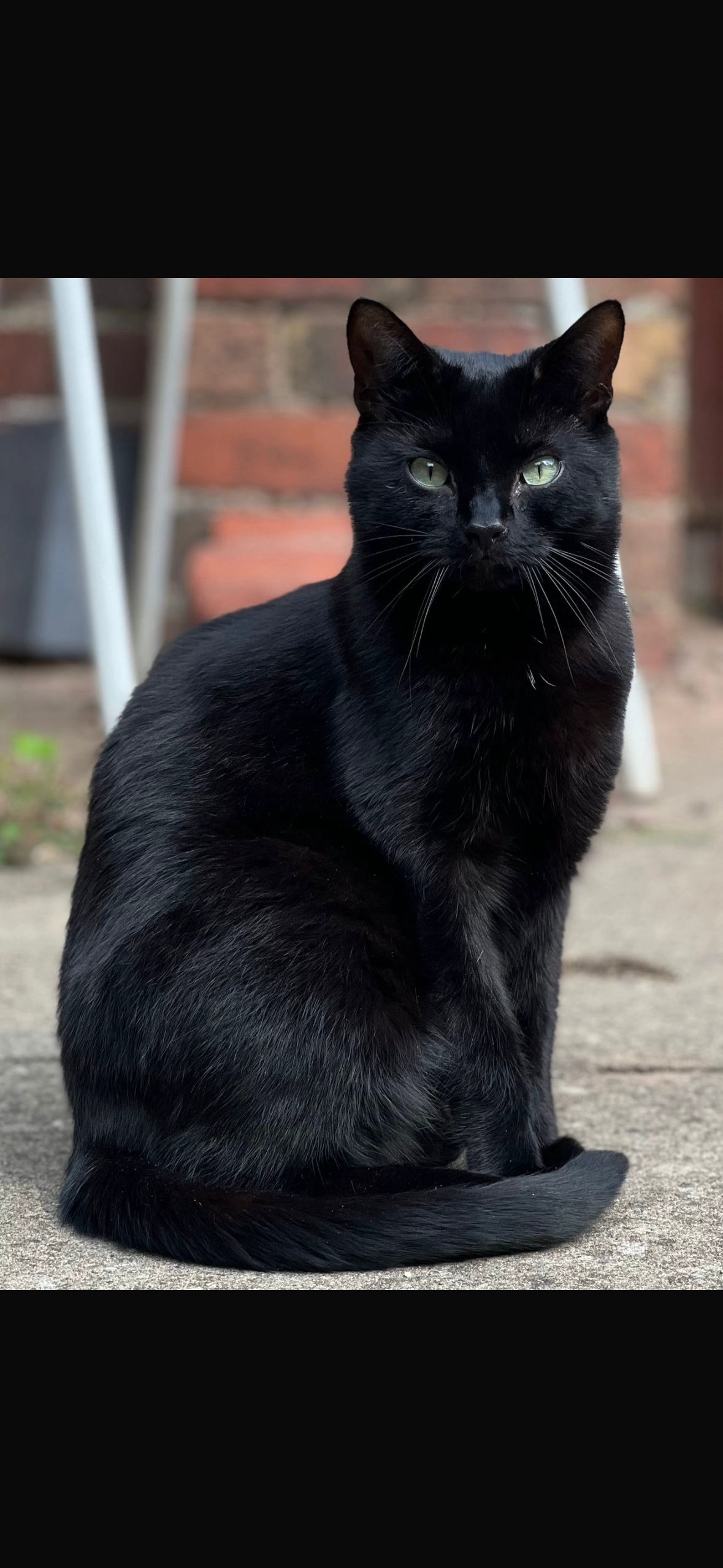 Sooty - Lower Ladyes Hills, Kenilworth
