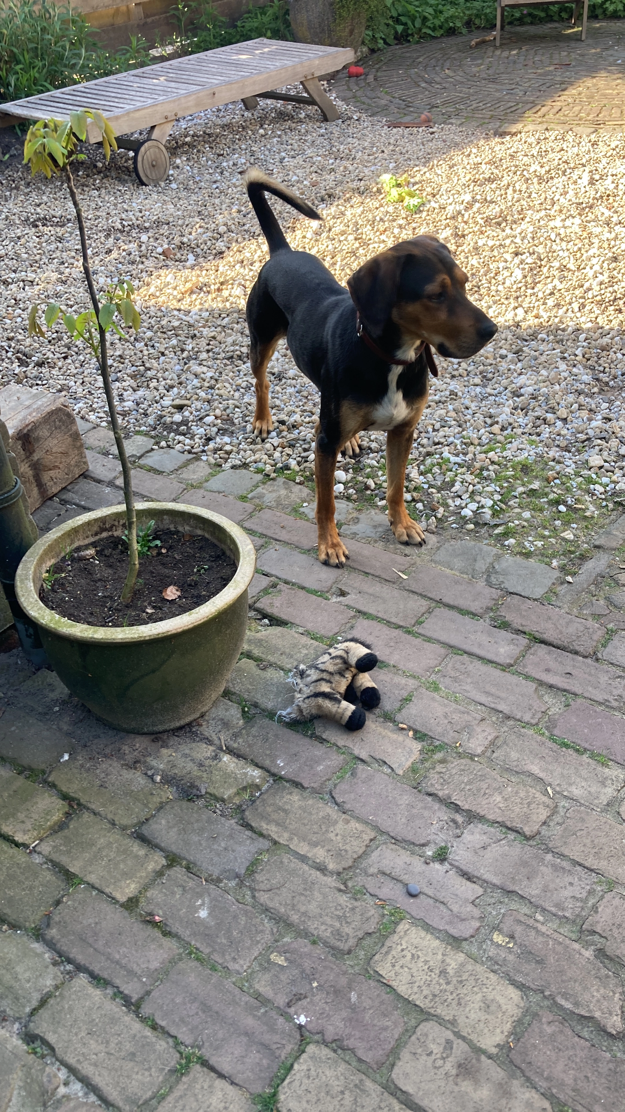 Morris - Eikensingel, Gorssel