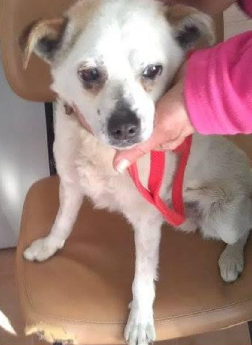 Snoppy - Rua da Praia Azul, Silveira