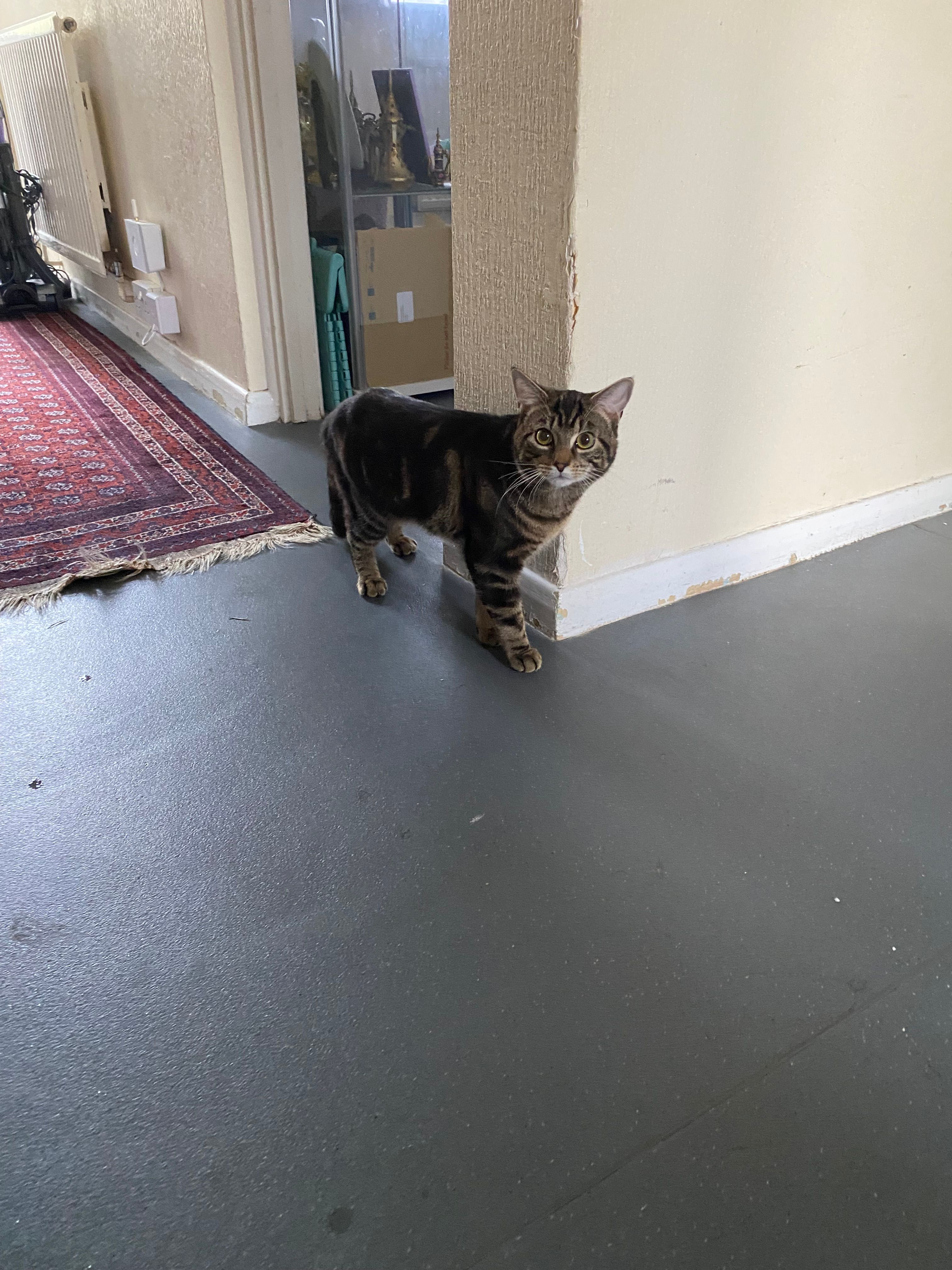 Drago - 30 Coniston Crescent, Stourport-on-Severn