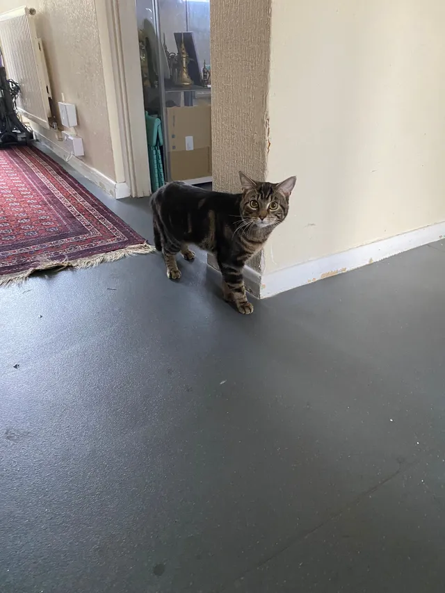 Drago - 30 Coniston Crescent, Stourport-on-Severn