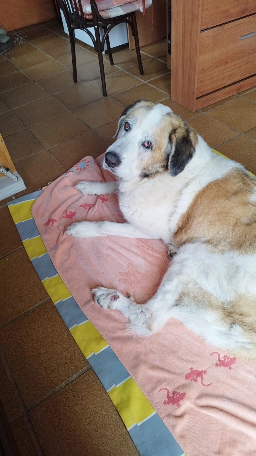 Sultán  - Carrer de Guifré 'El Pilós' 42, Deltebre