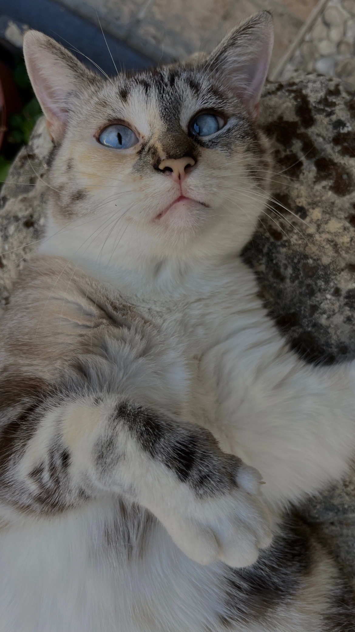 nuggets - 20 Rue du Fournil, Le Gua