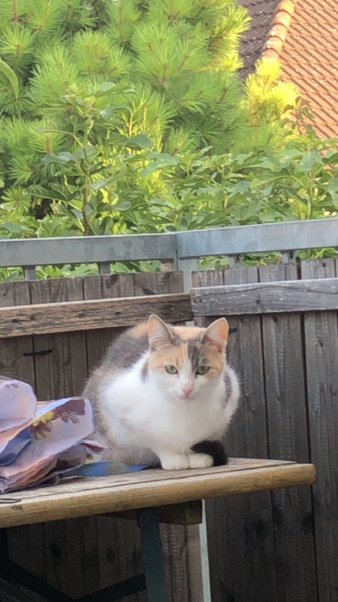 Medusa/Dusa - Barbaraheimstraße 4, Gänserndorf