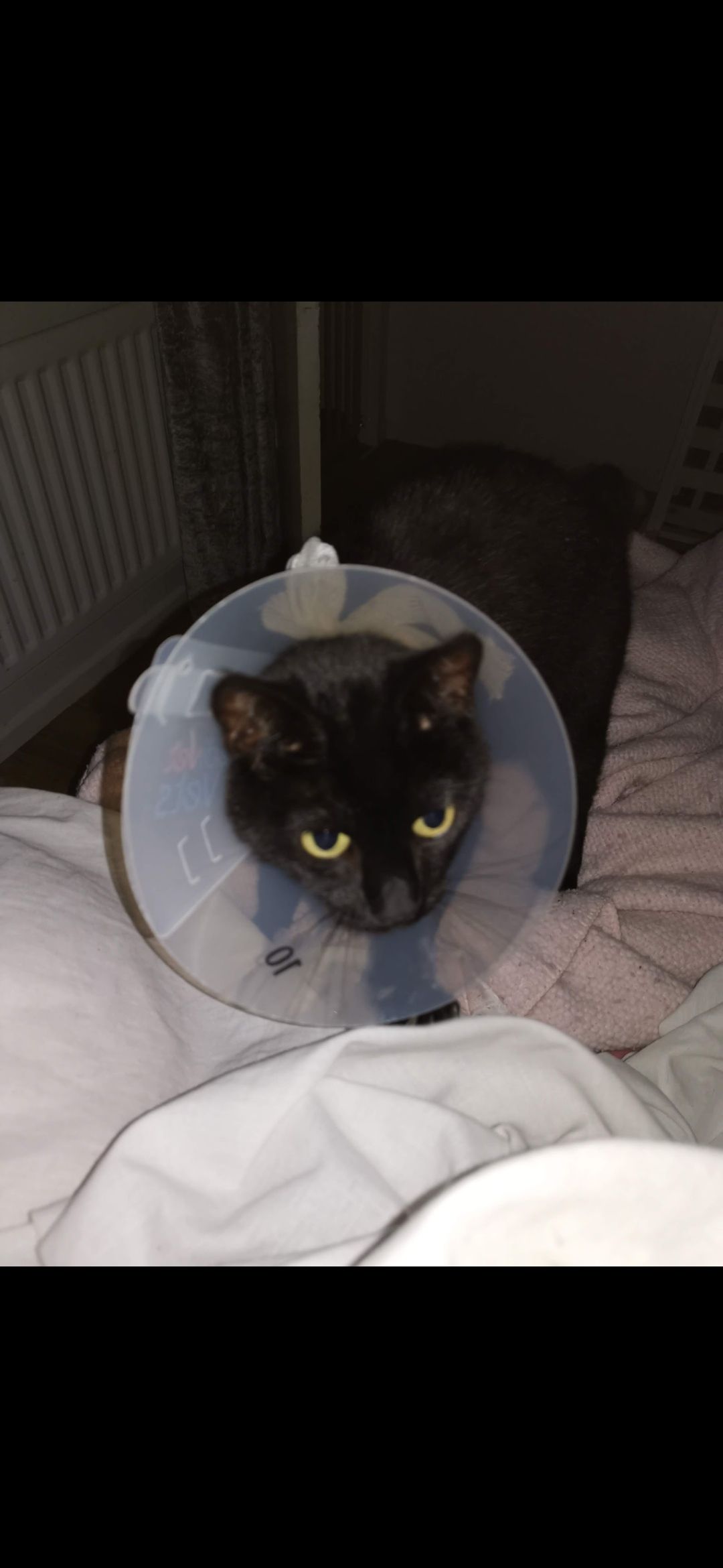 Baby - 21 Chedington Close, Poole