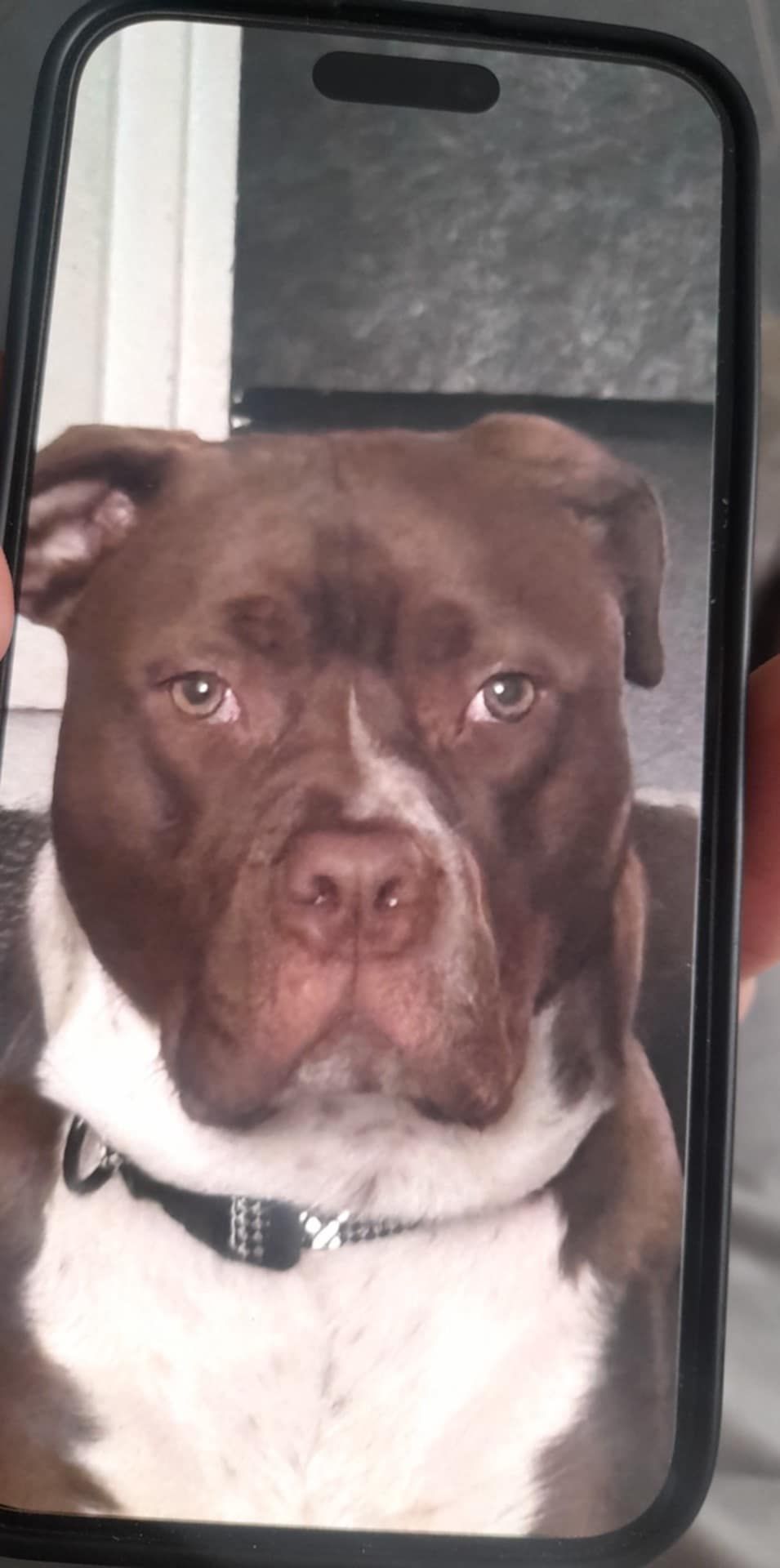 Pablo  - Henshaw Street, Oldham