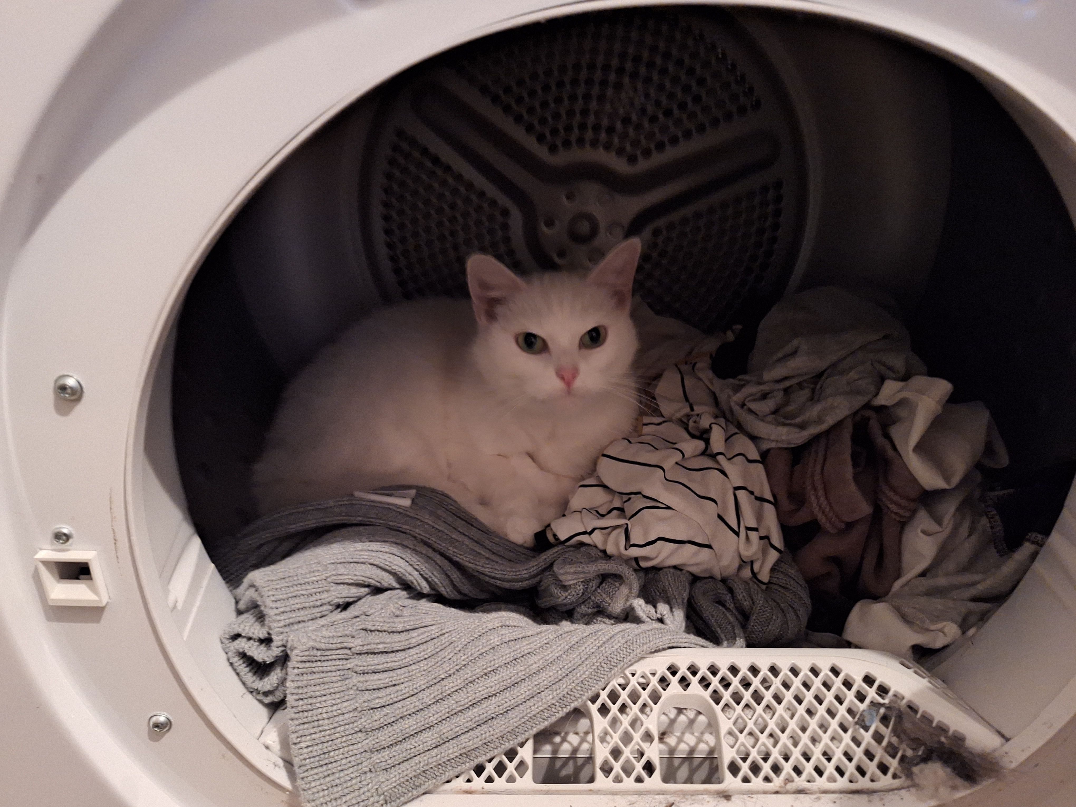 Hexe - Luisenpfad, Sankt Goarshausen