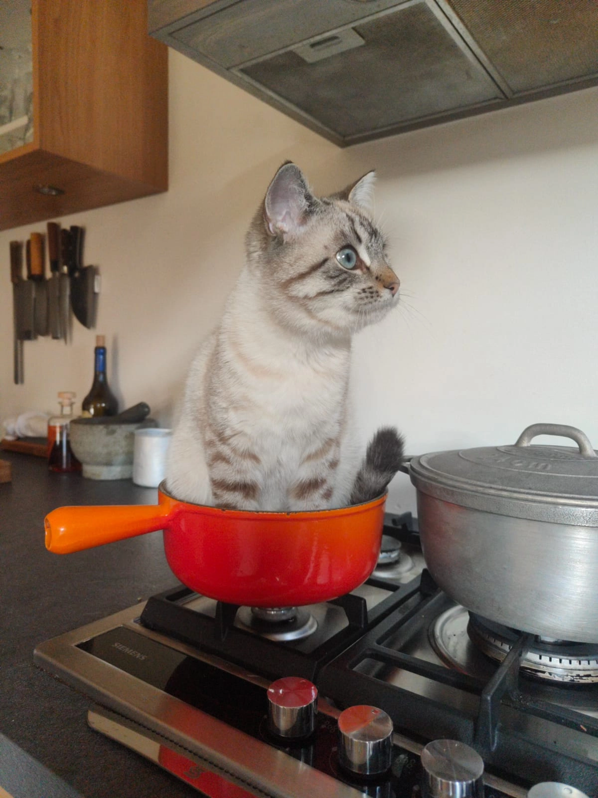 Litchi  - Route D'albertville, Sevrier