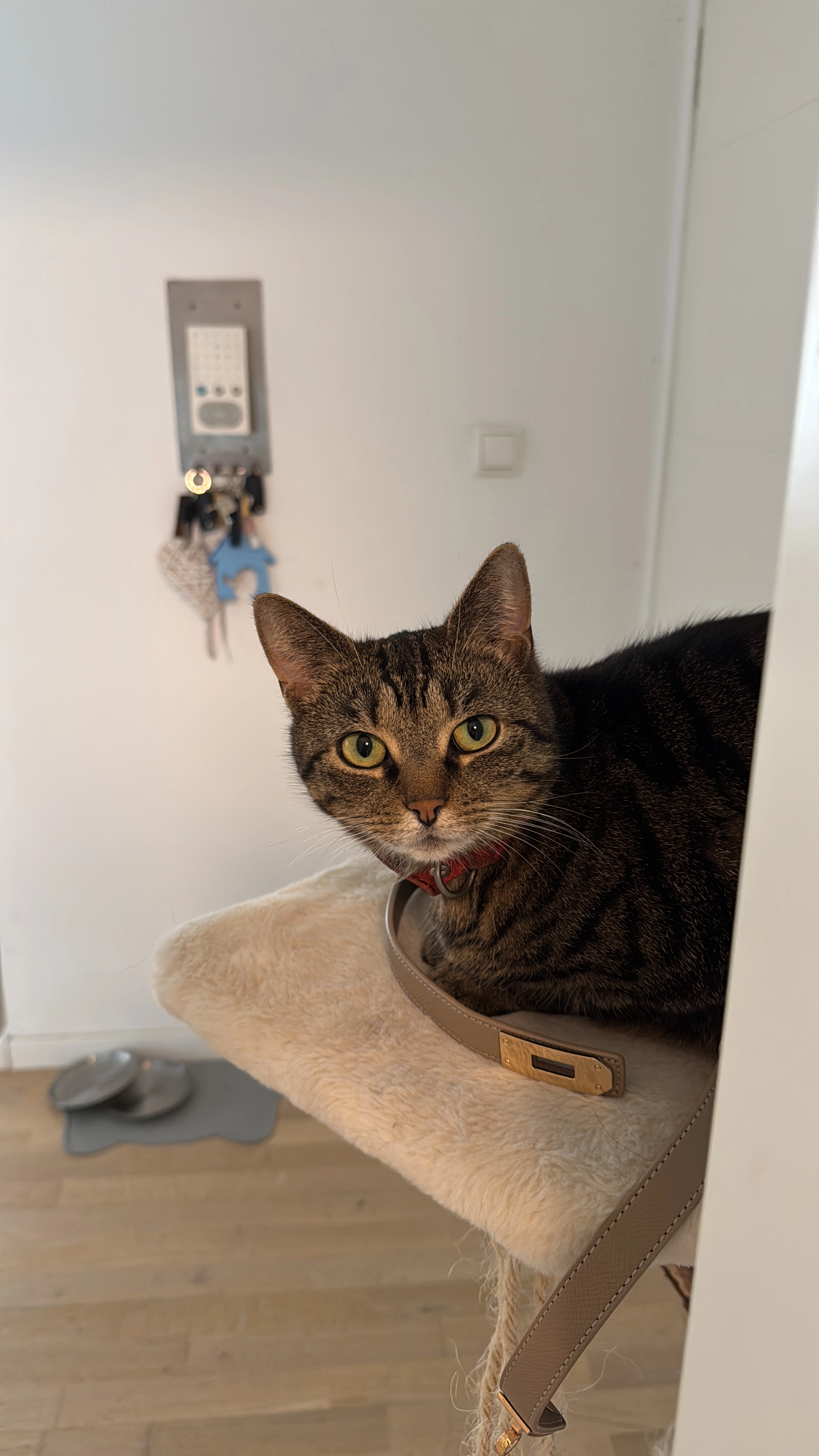 Fibie - Lichtweg, Fulda