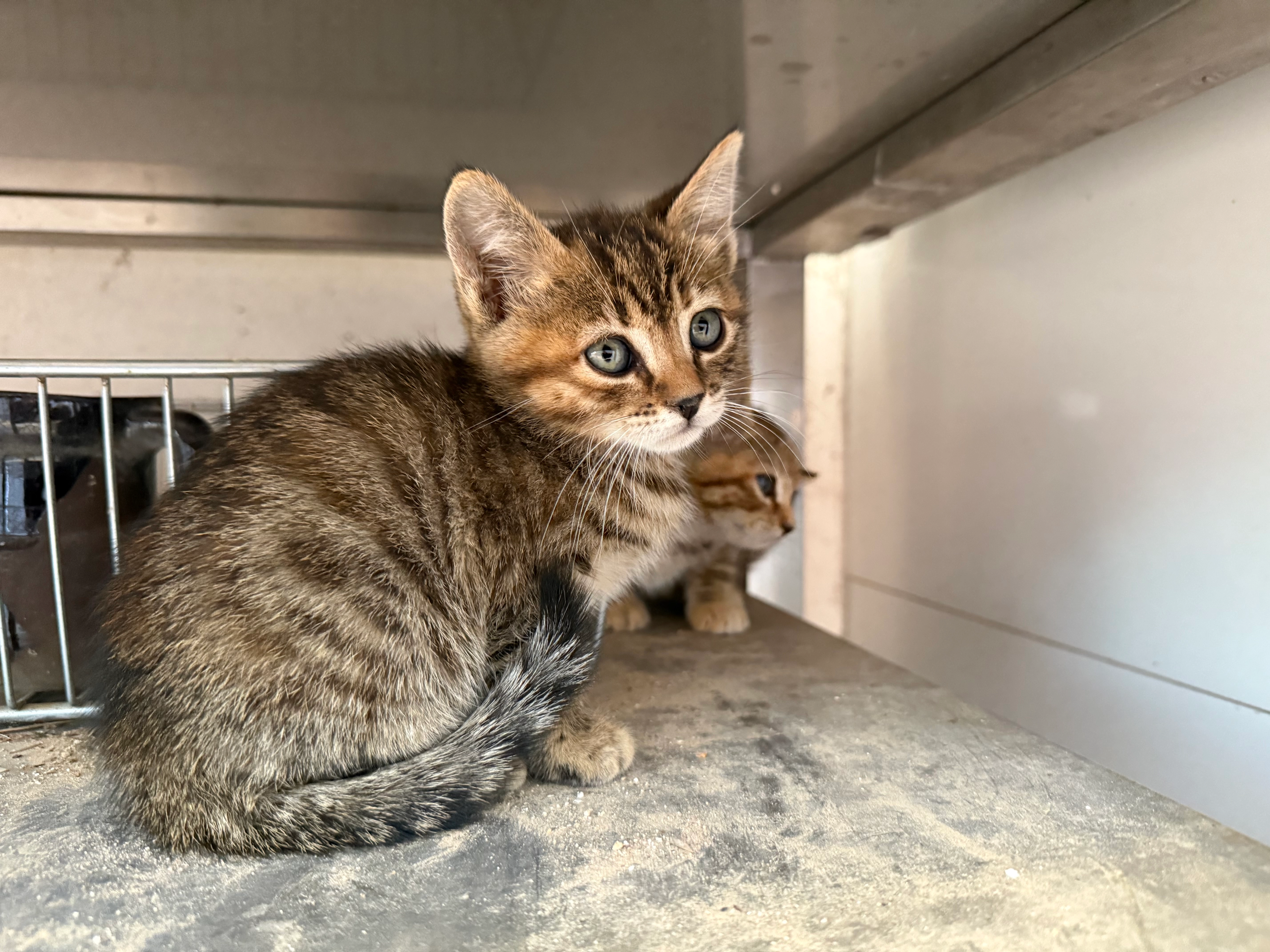 De un mes - Partida Cachapets, Crevillent