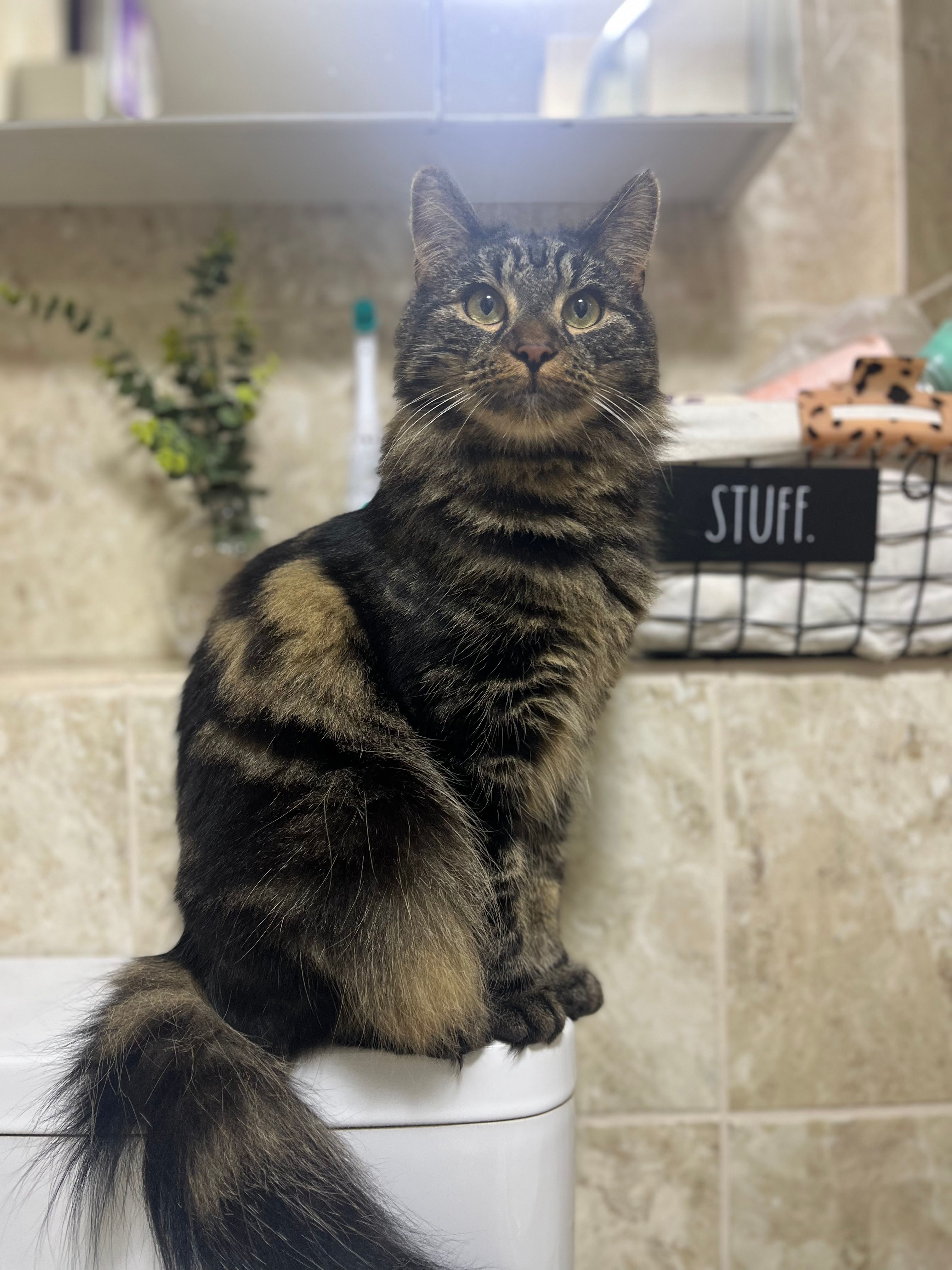 Jasper  - The Fairway, Midhurst